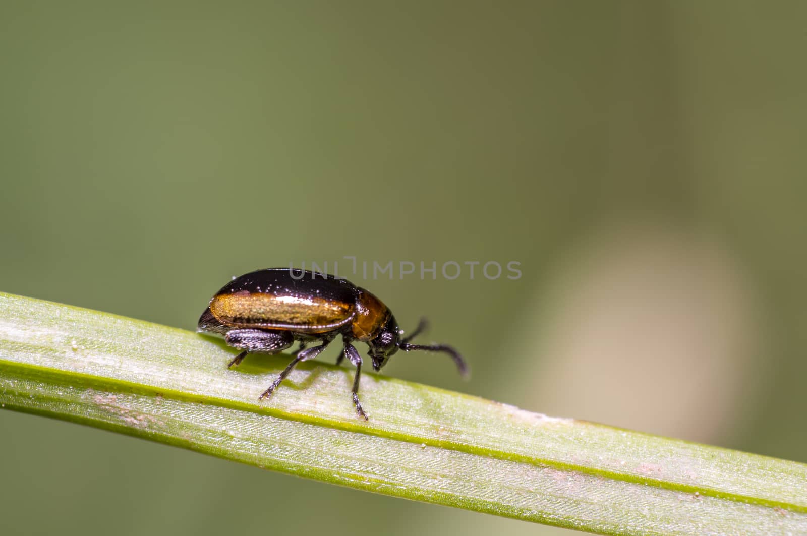 little beetle in the green nature season garden