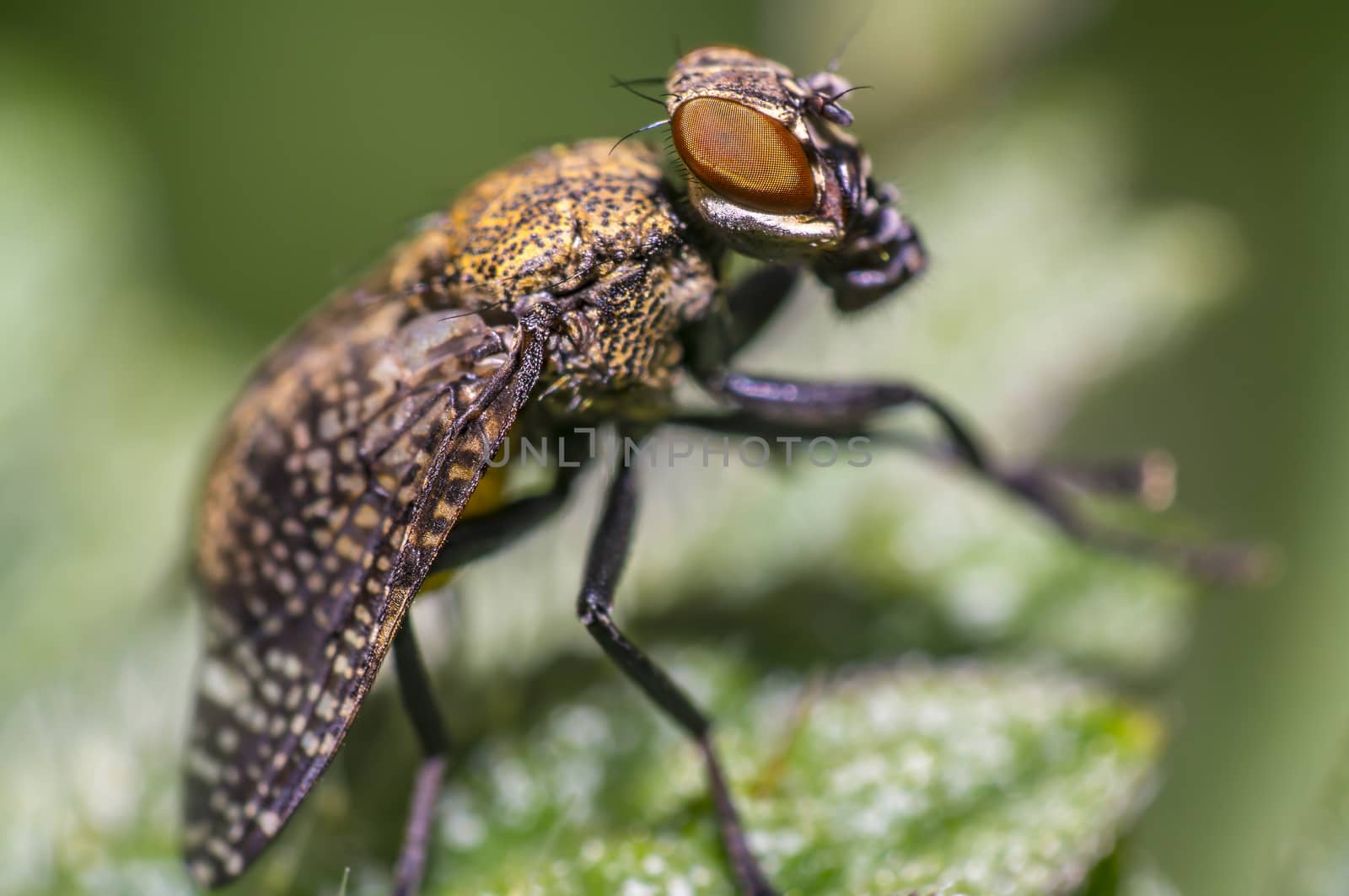 small gas mask fly on green leaf in fresh season nature