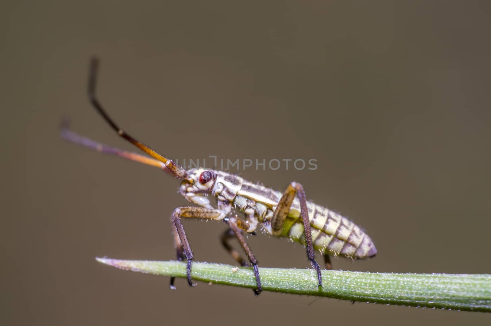 little beetle in the green nature season garden