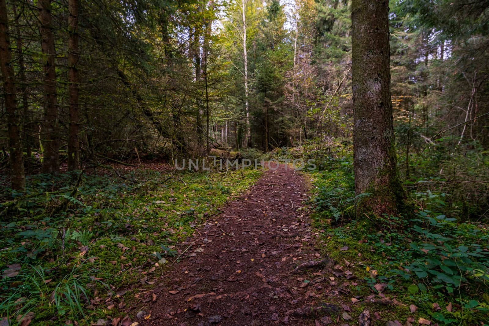 Fantastic hike in the Schrecksee nature reserve in Upper Swabia Germany