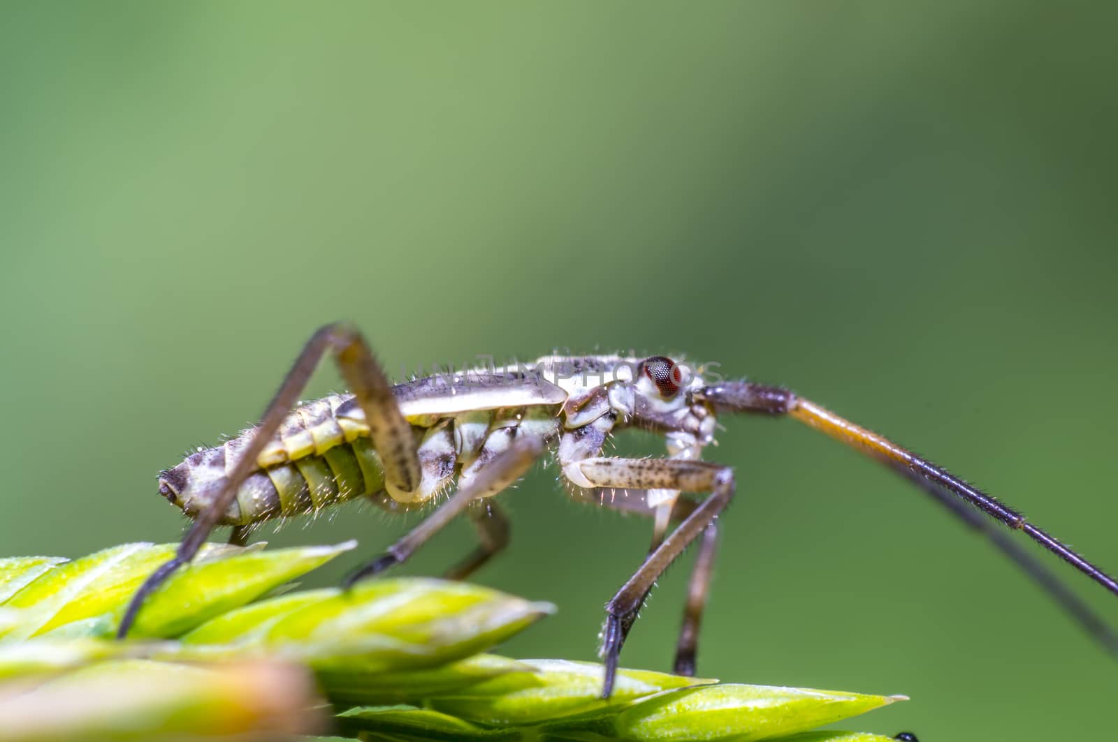 small beetle on green grass in fresh season nature