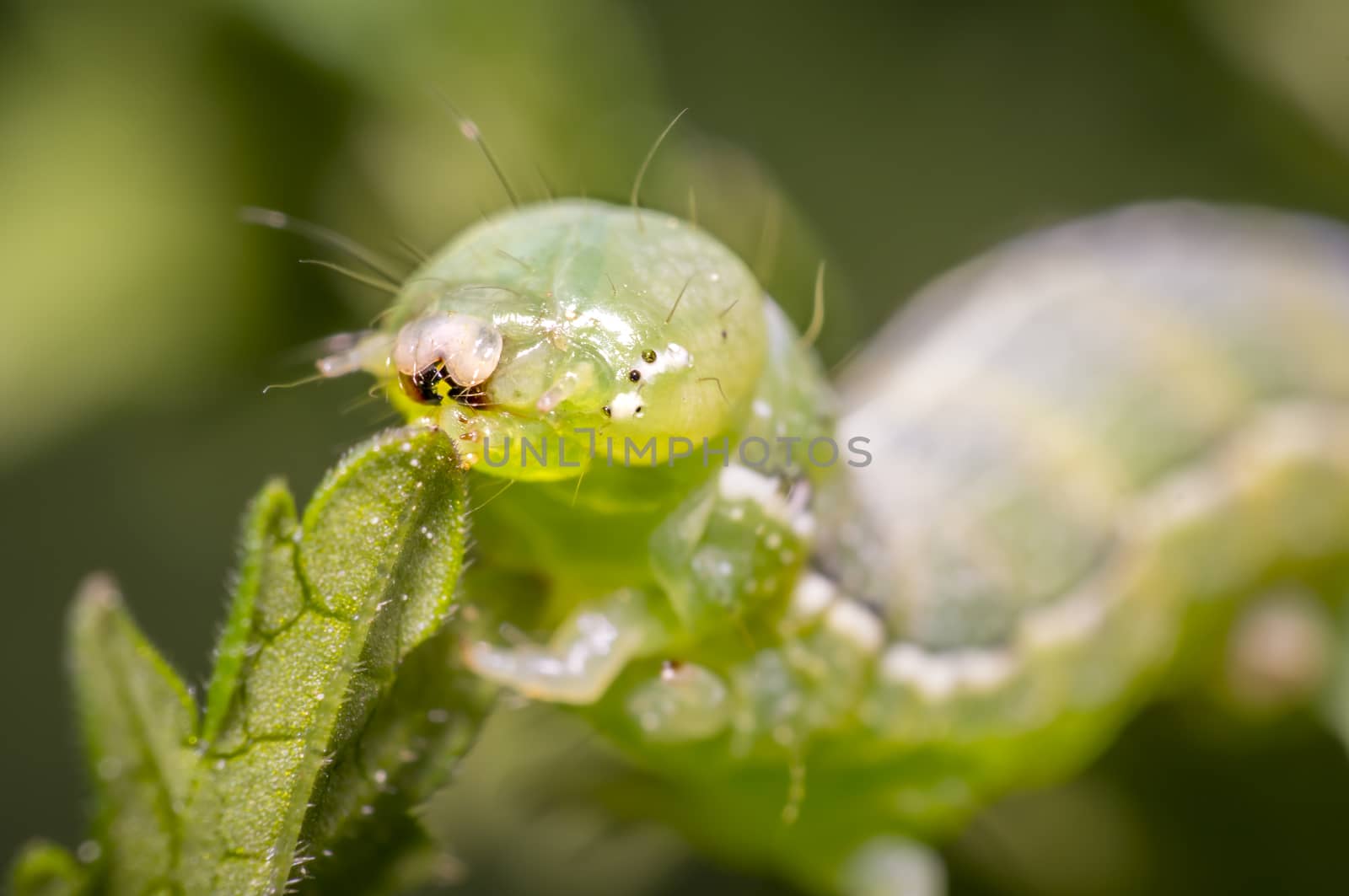 green caterpillar during the meal on green leaf in fresh season nature