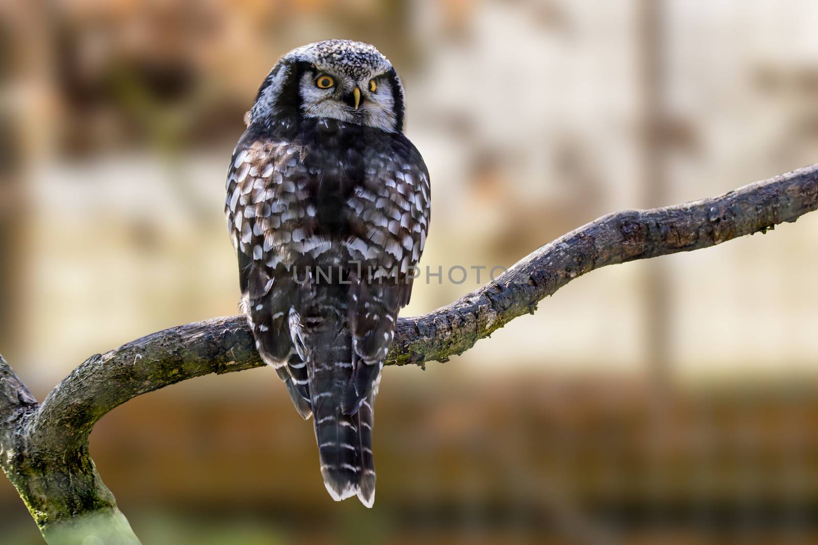 Old crazy owl looks out of the green season forest