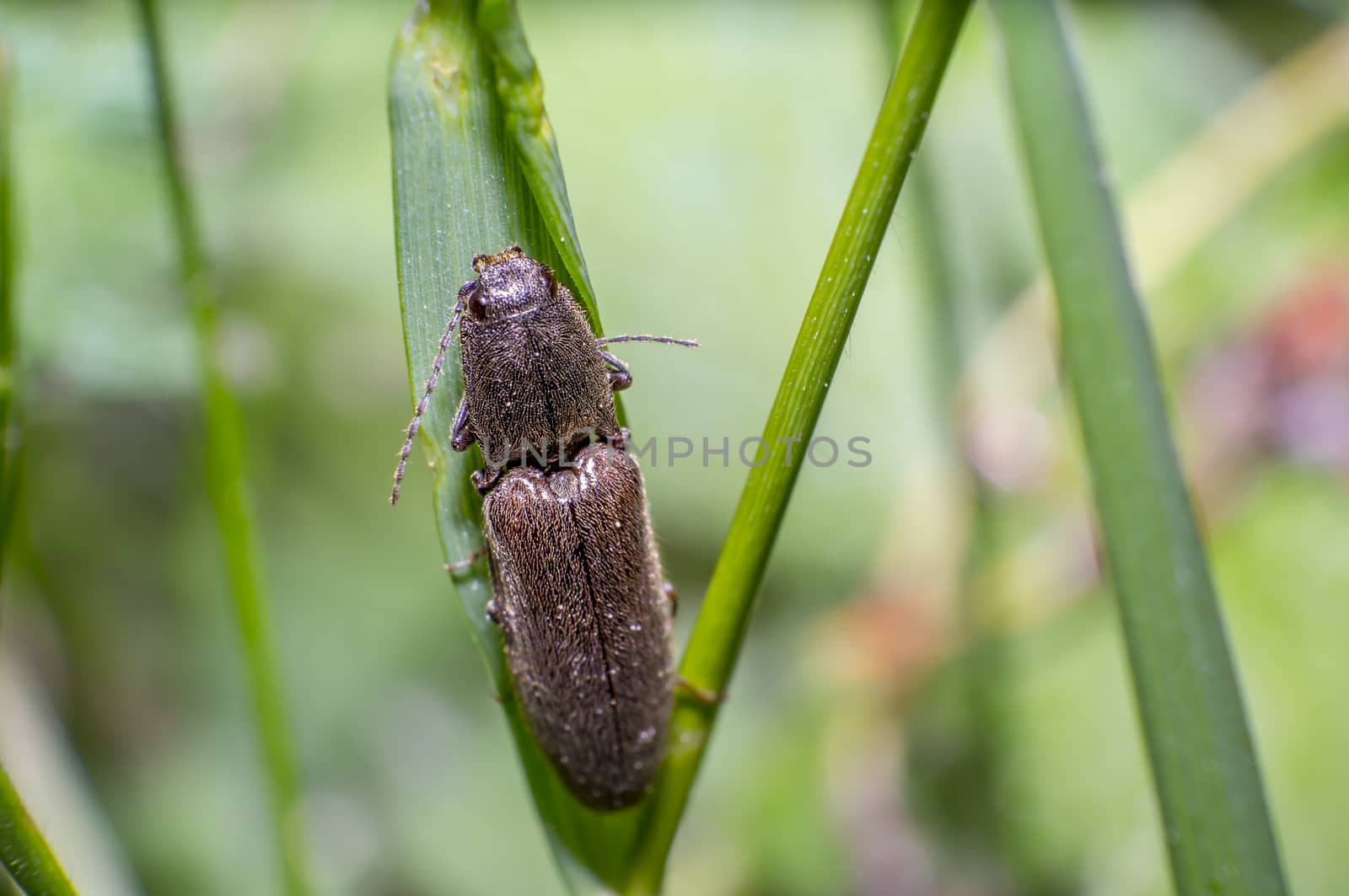 little beetle in the green nature season garden