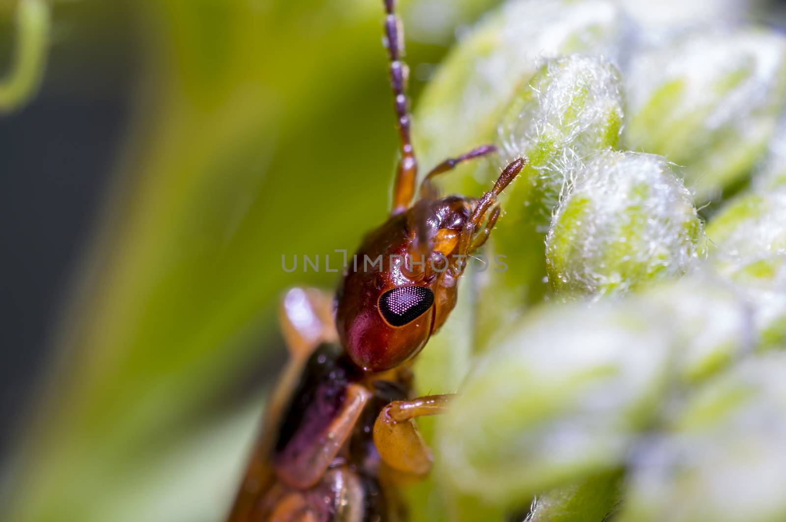 small earwig on green flowers buds in forest