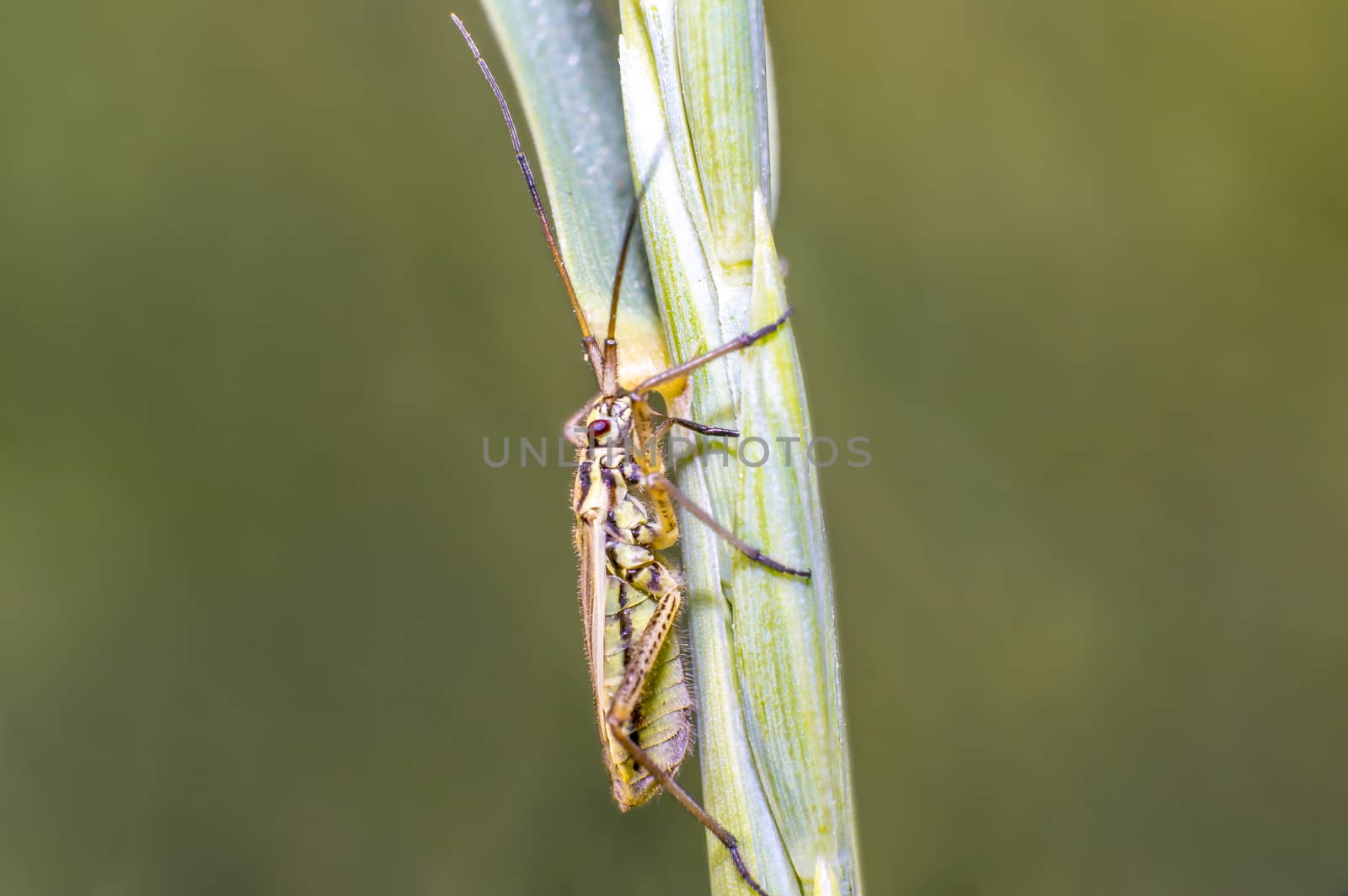 little striped beetle on a blade of grass in the season meadow