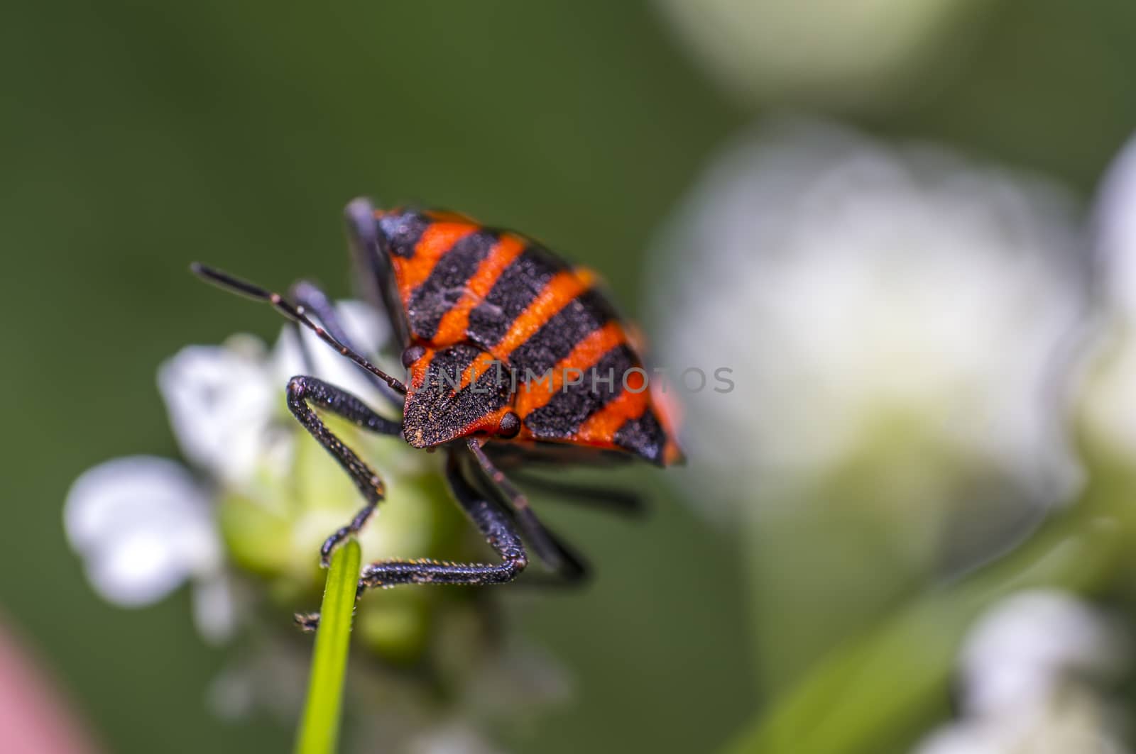 red black striped bug on blade of grass