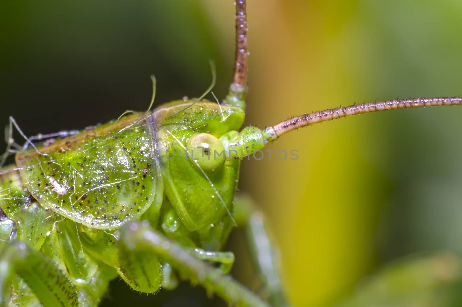 grasshopper at green goosberry bush in my season garden