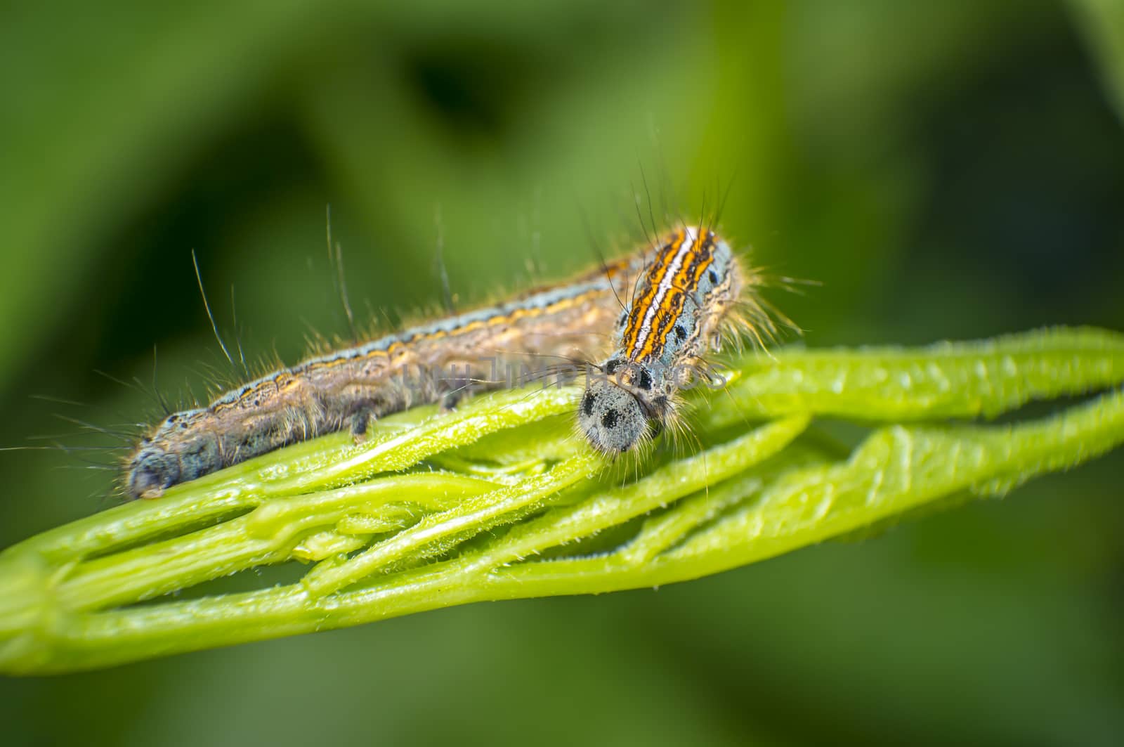 small colorful caterpillar on green leaf in blooming nature
