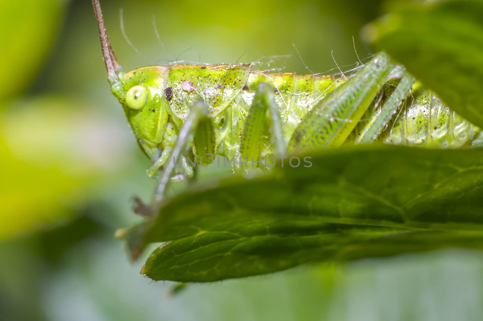 grasshopper at green goosberry bush in my season garden
