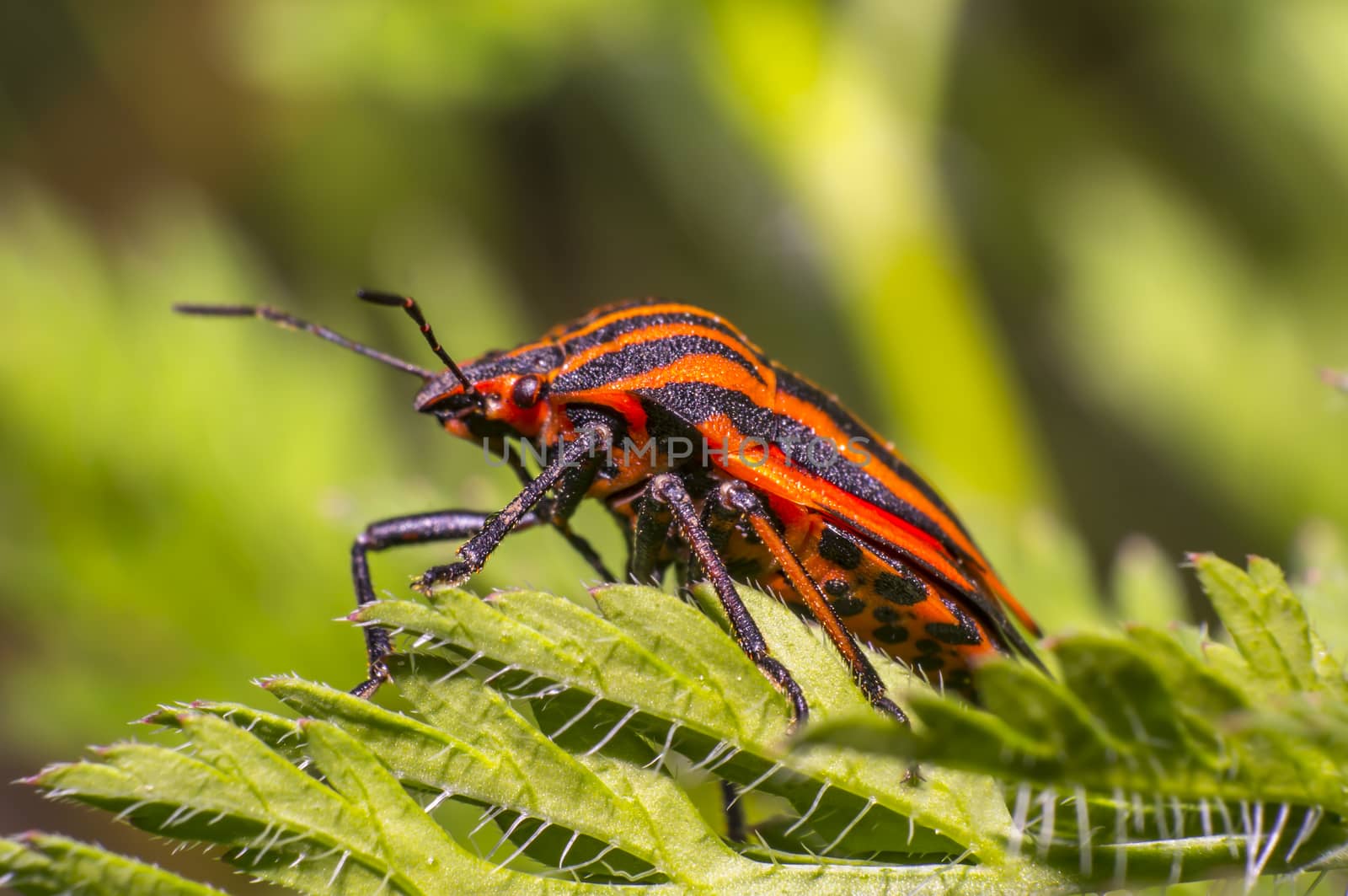 red black striped bug on blade of grass
