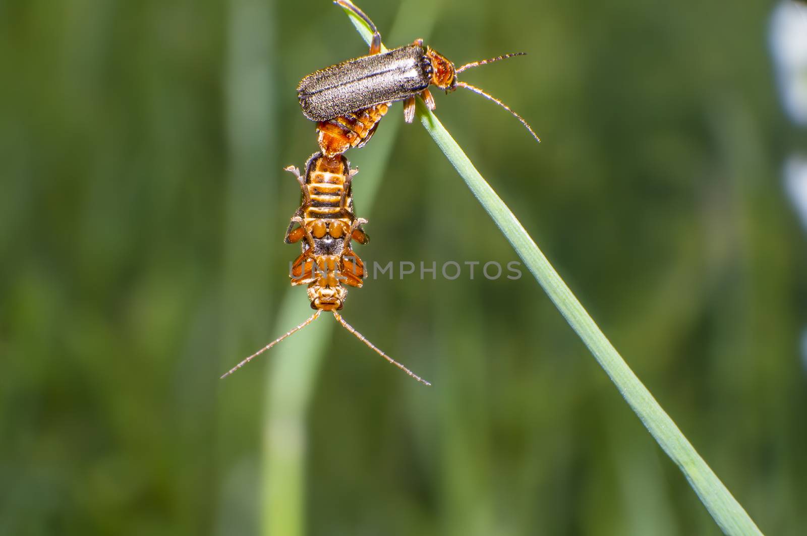 little soft beetle in sex on blade of grass