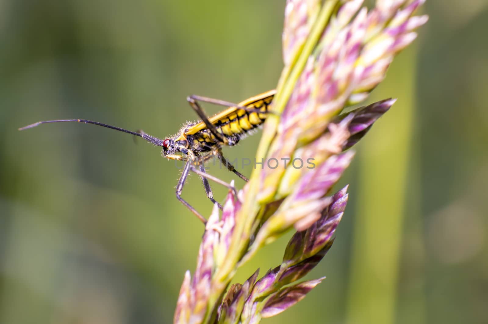 little striped beetle on a blade of grass in the season meadow