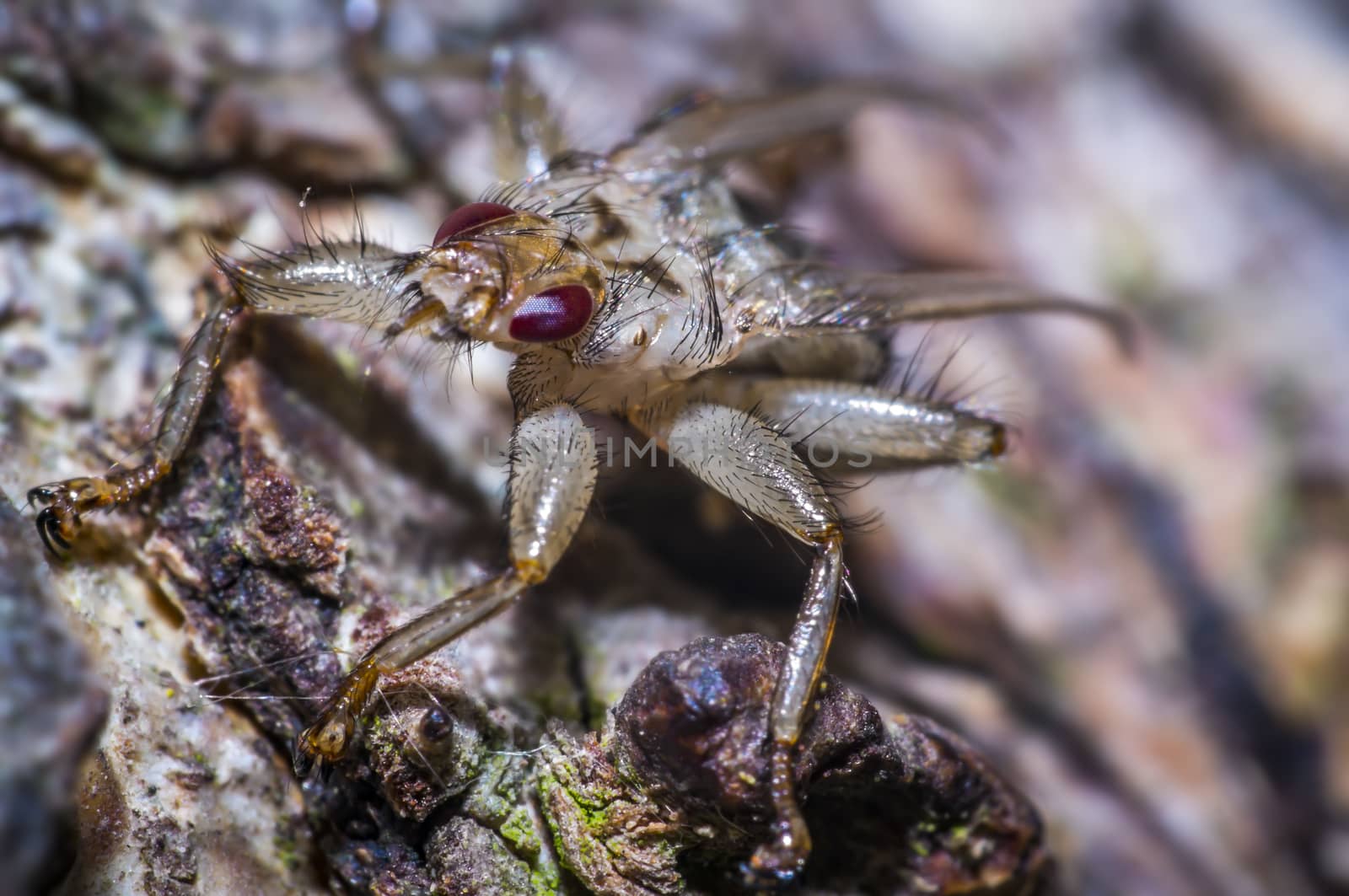small louse fly on a tree in nature forest
