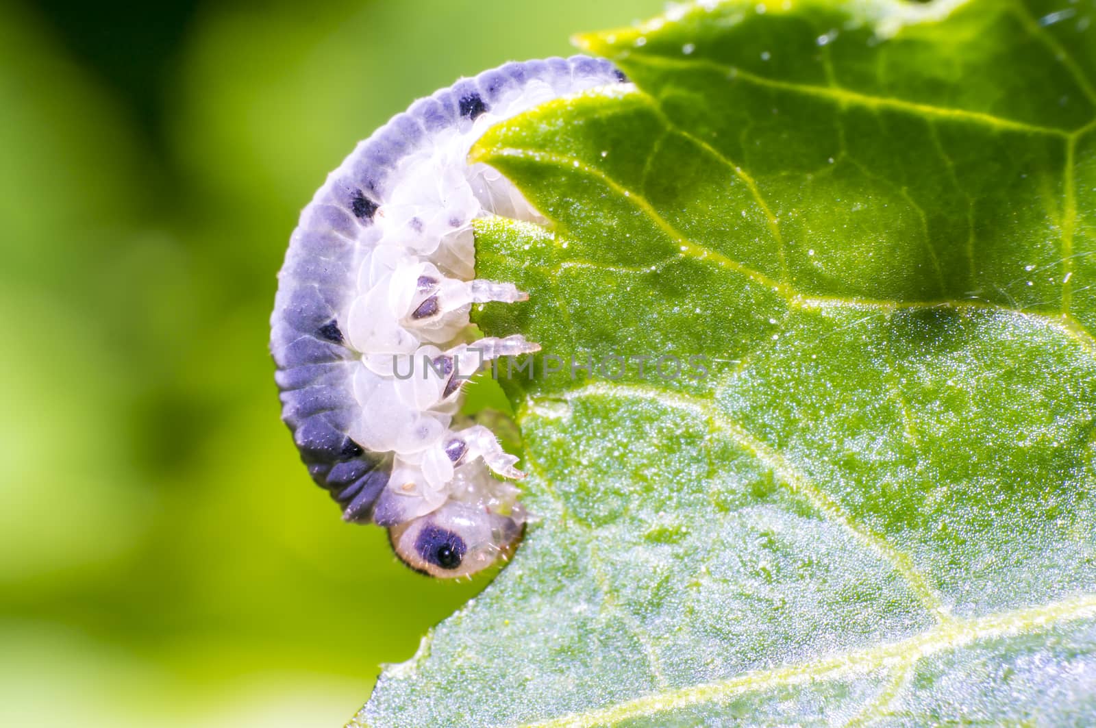small caterpillar on green nettle leaf in the beautiful nature