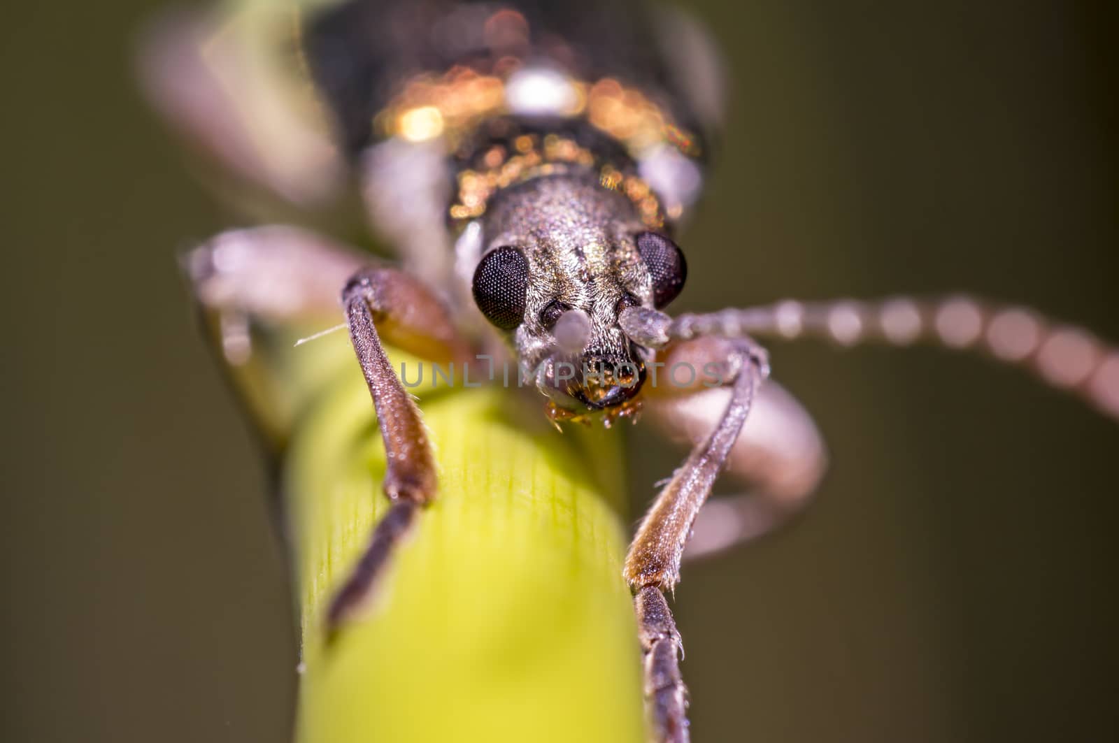 small iridescent glittering beetle on blade of grass