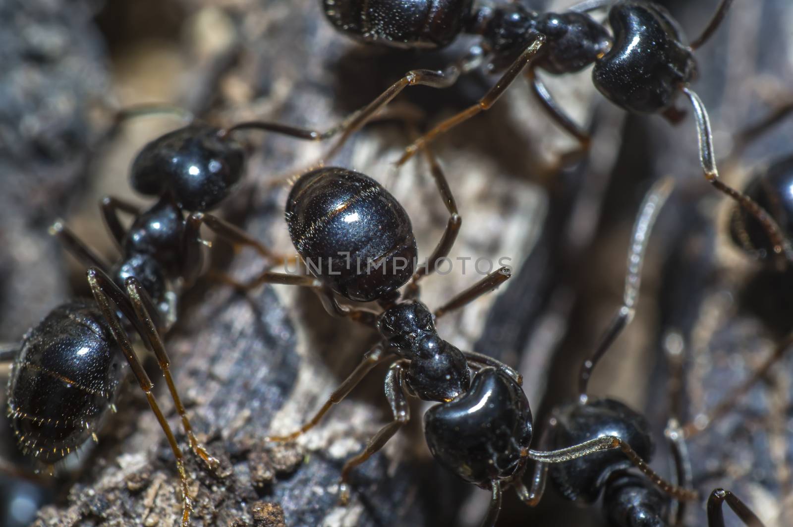 small black shiny ants on an old tree
