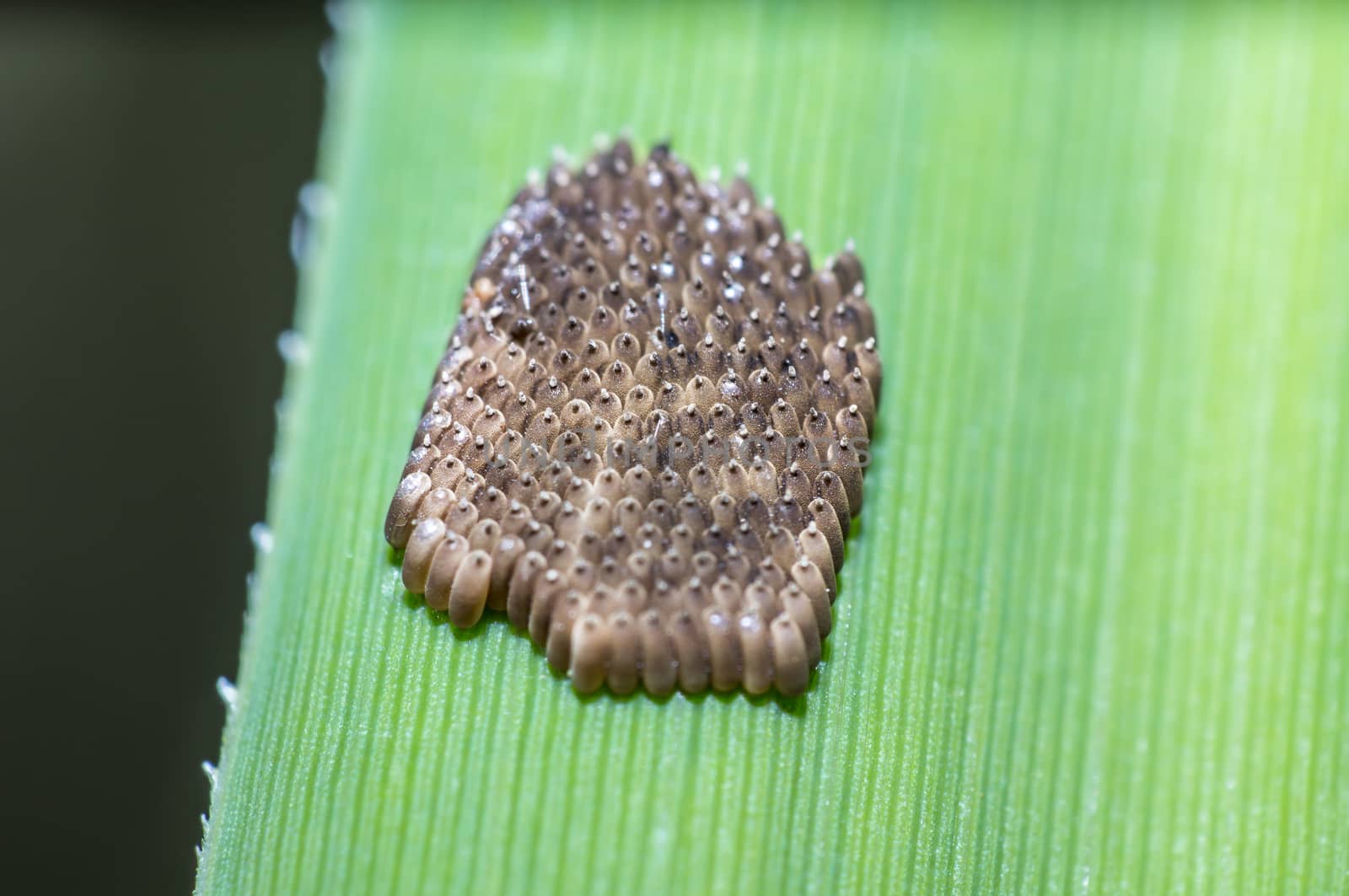 Insect eggs of a very small species of fly