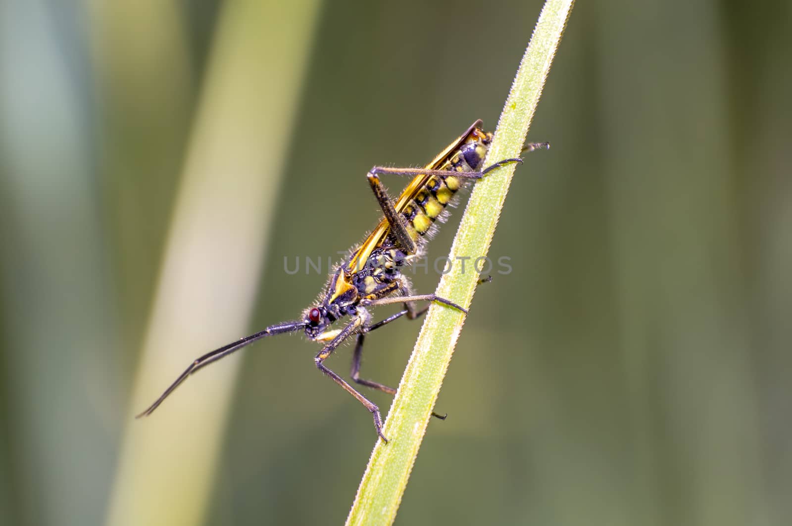 little striped beetle on a blade of grass in the season meadow