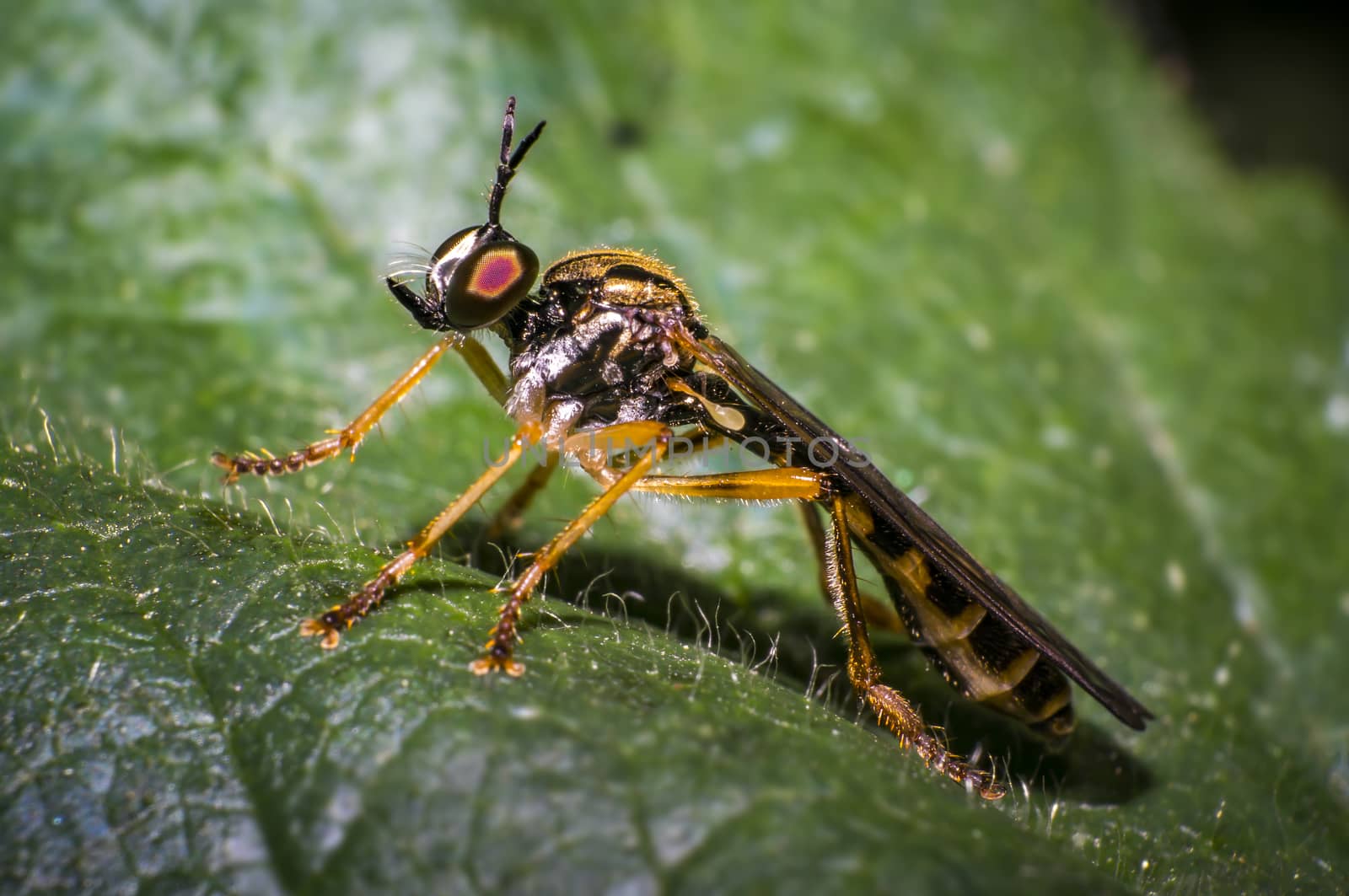 small predator wasp on green leaf in nature forest
