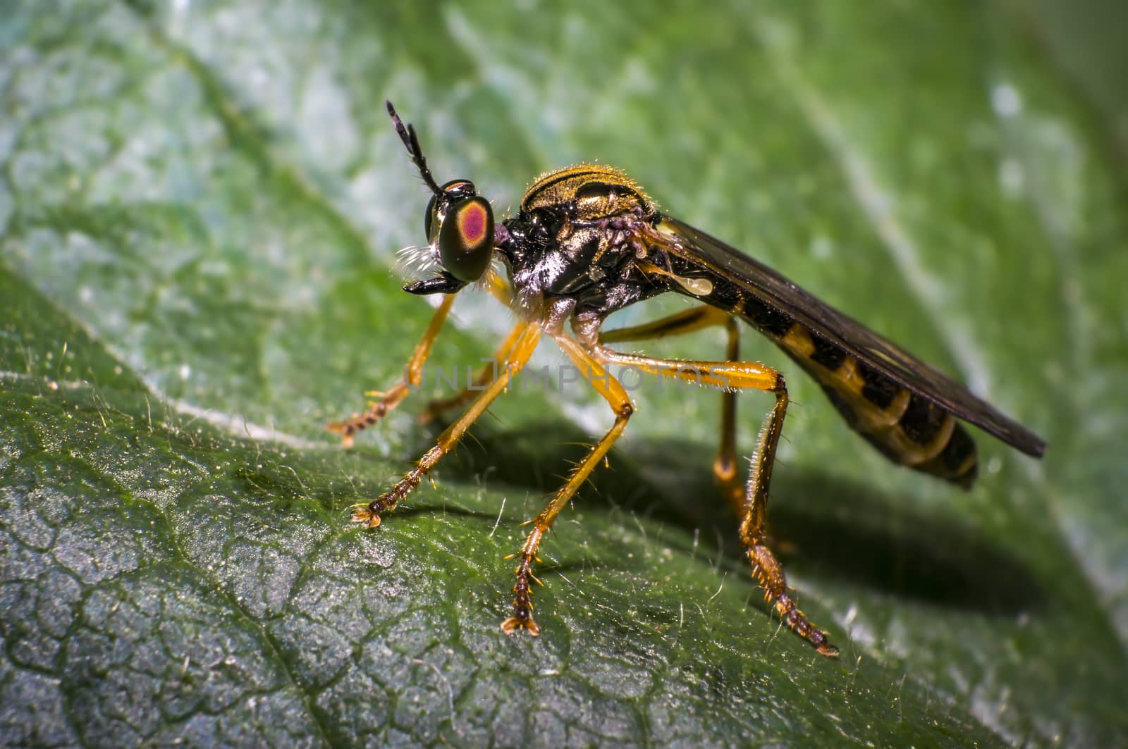 small predator wasp on green leaf in nature forest