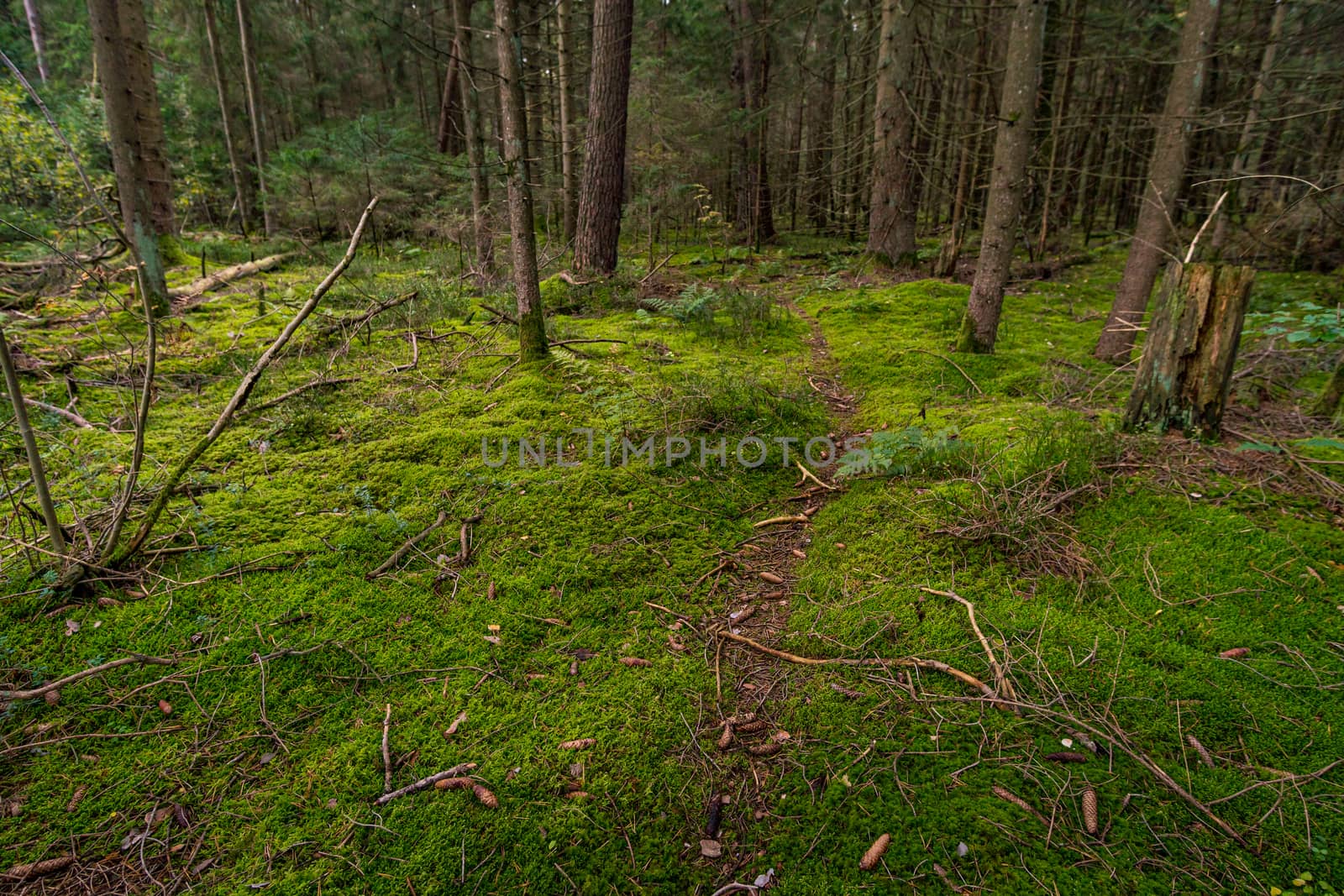 Fantastic hike in the Schrecksee nature reserve in Upper Swabia Germany