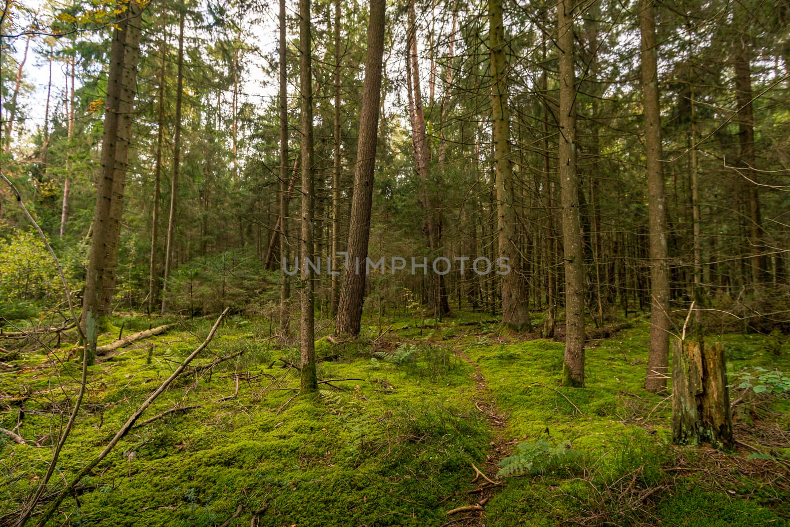 Fantastic hike in the Schrecksee nature reserve in Upper Swabia Germany