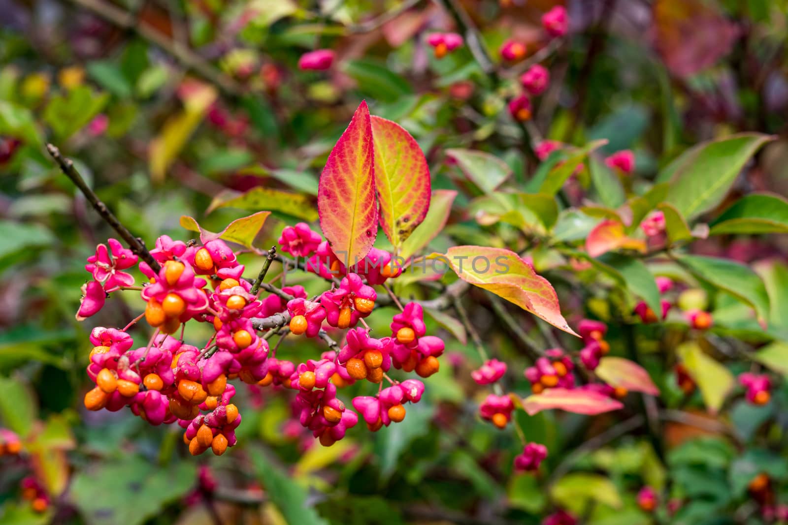 Euonymus europaeus european spindle or common spindle in the colorful autumn forest in upper swabia germany