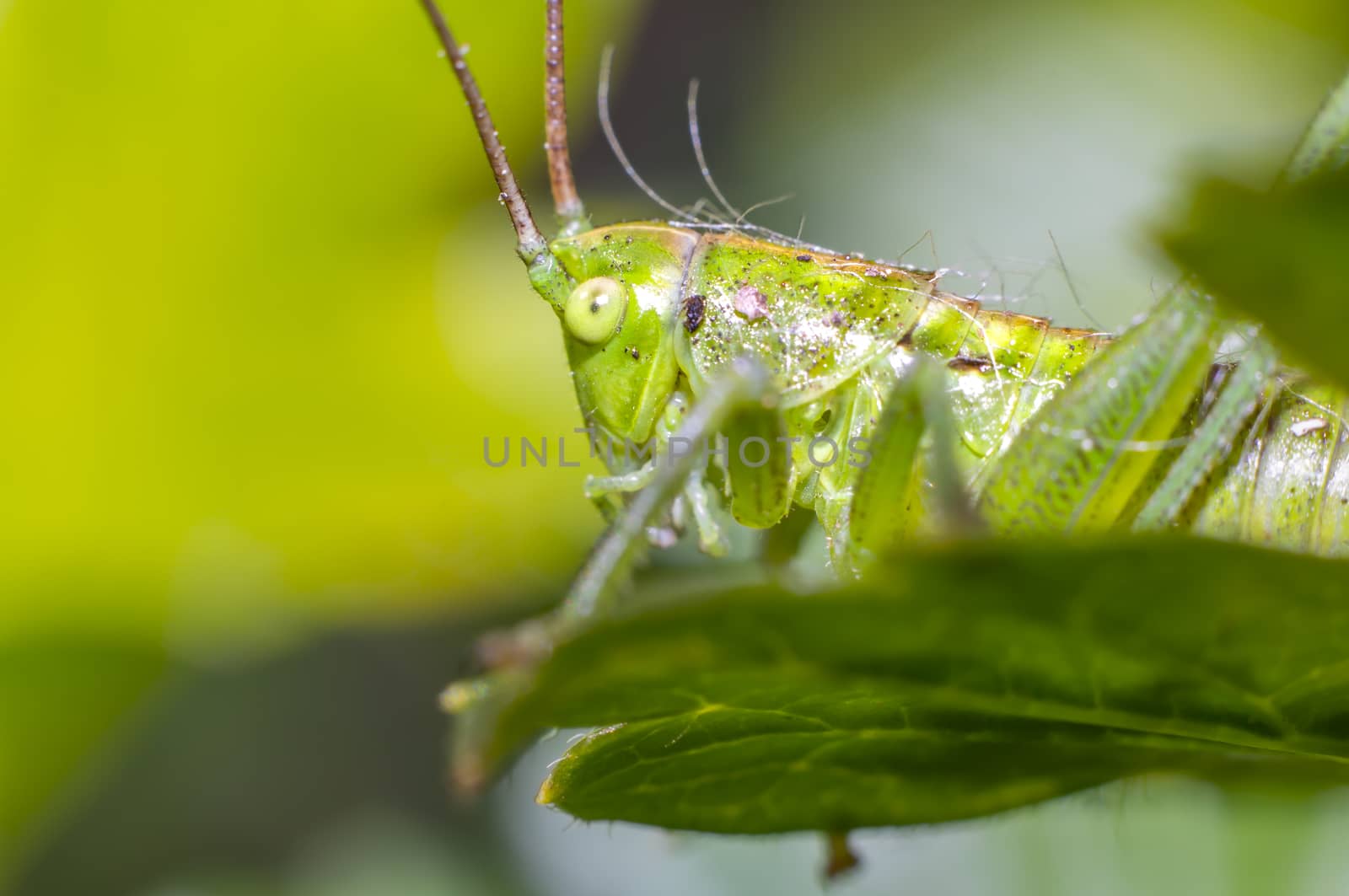 grasshopper at green goosberry bush in my season garden