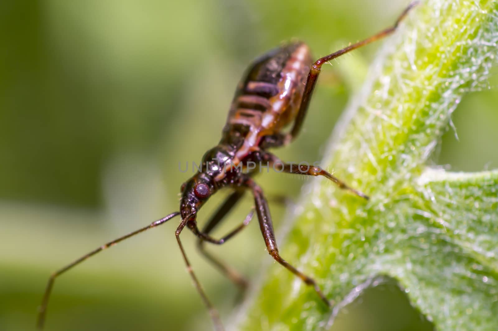 small larva of a bug on green nettle leaf in nature forest