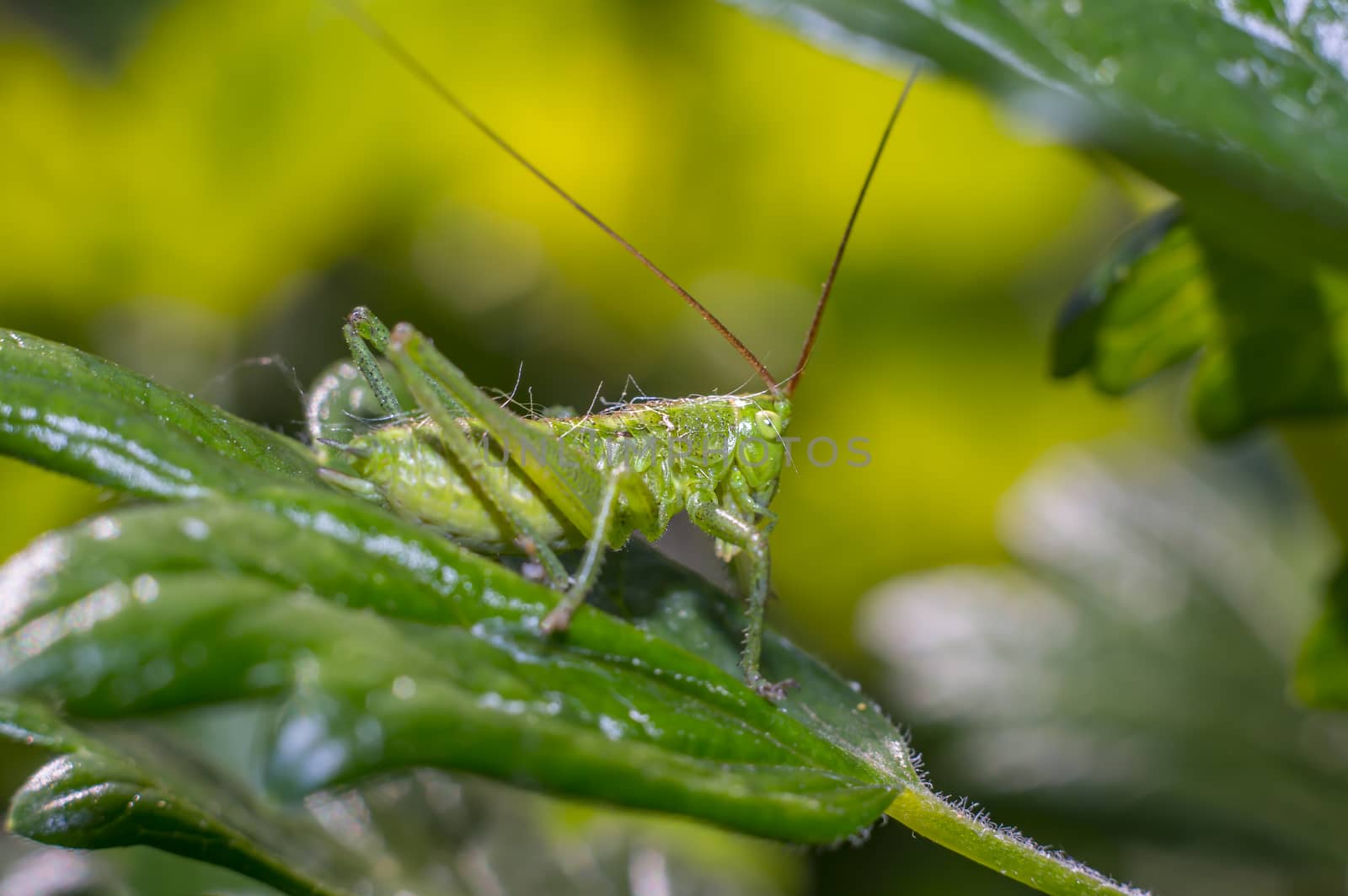 grasshopper at green goosberry bush in my season garden