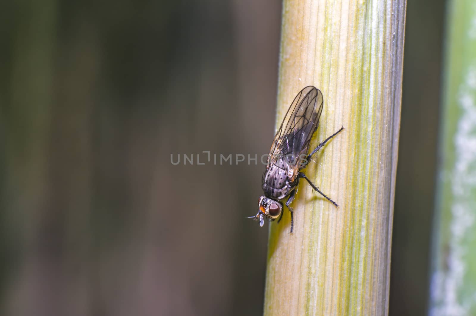 small fly at green grass meadow