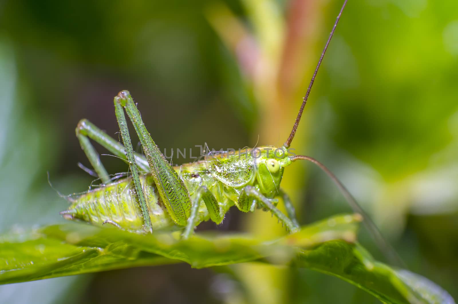 grasshopper at green goosberry bush in my season garden