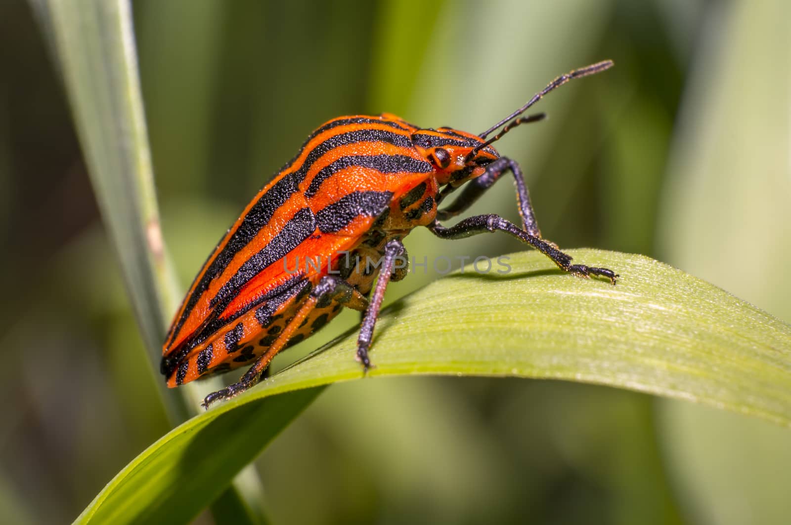 red black striped bug on blade of grass