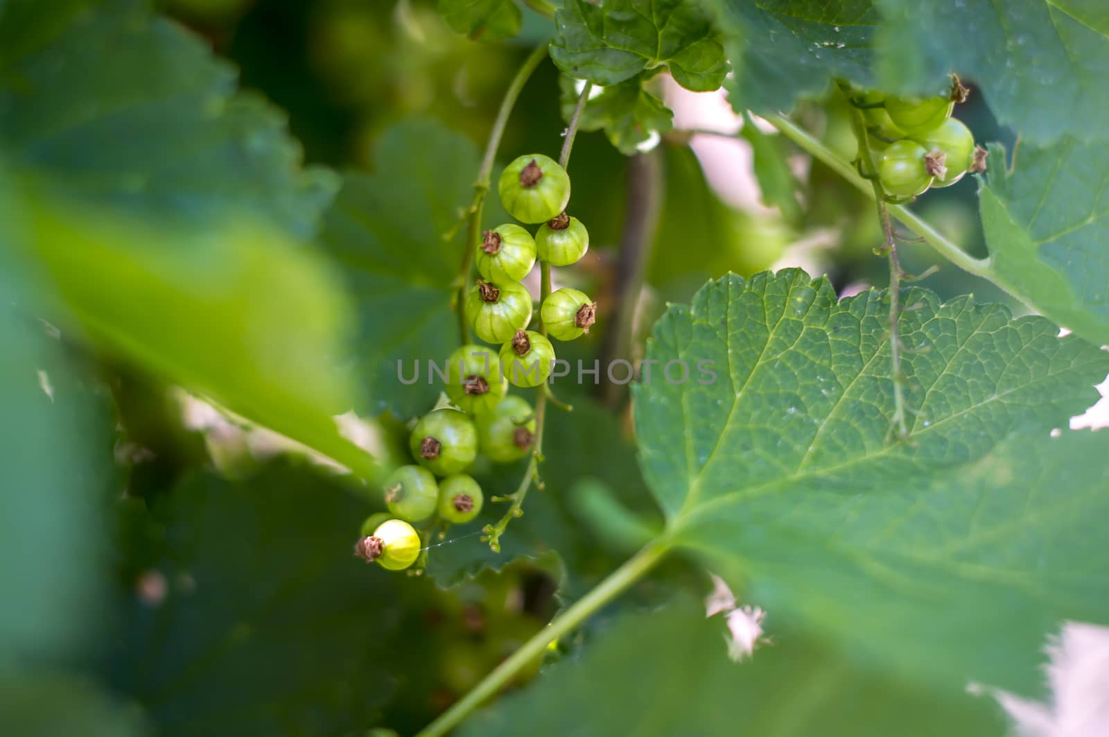 green currants fruit in my season garden