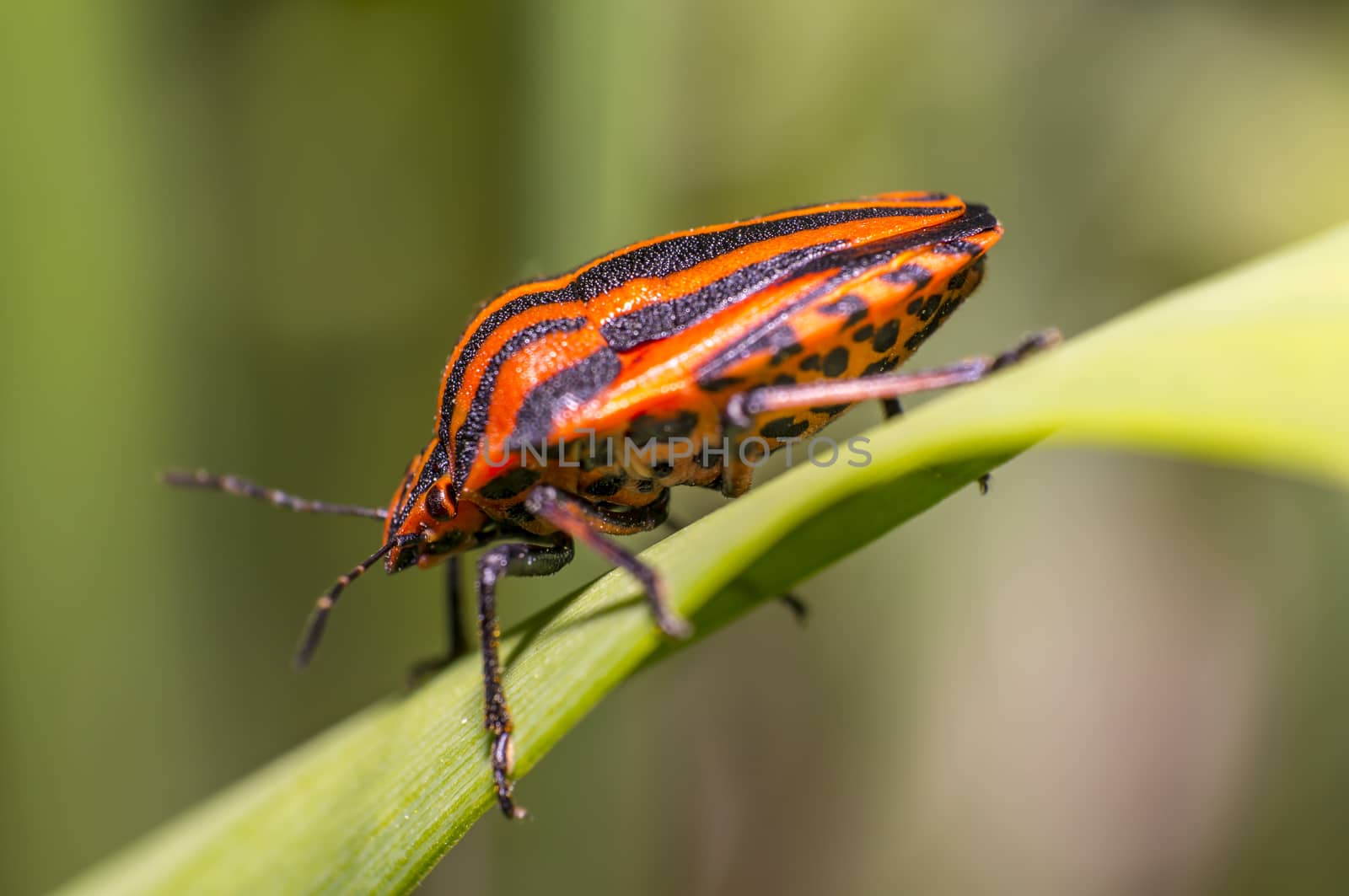 red black striped bug on blade of grass