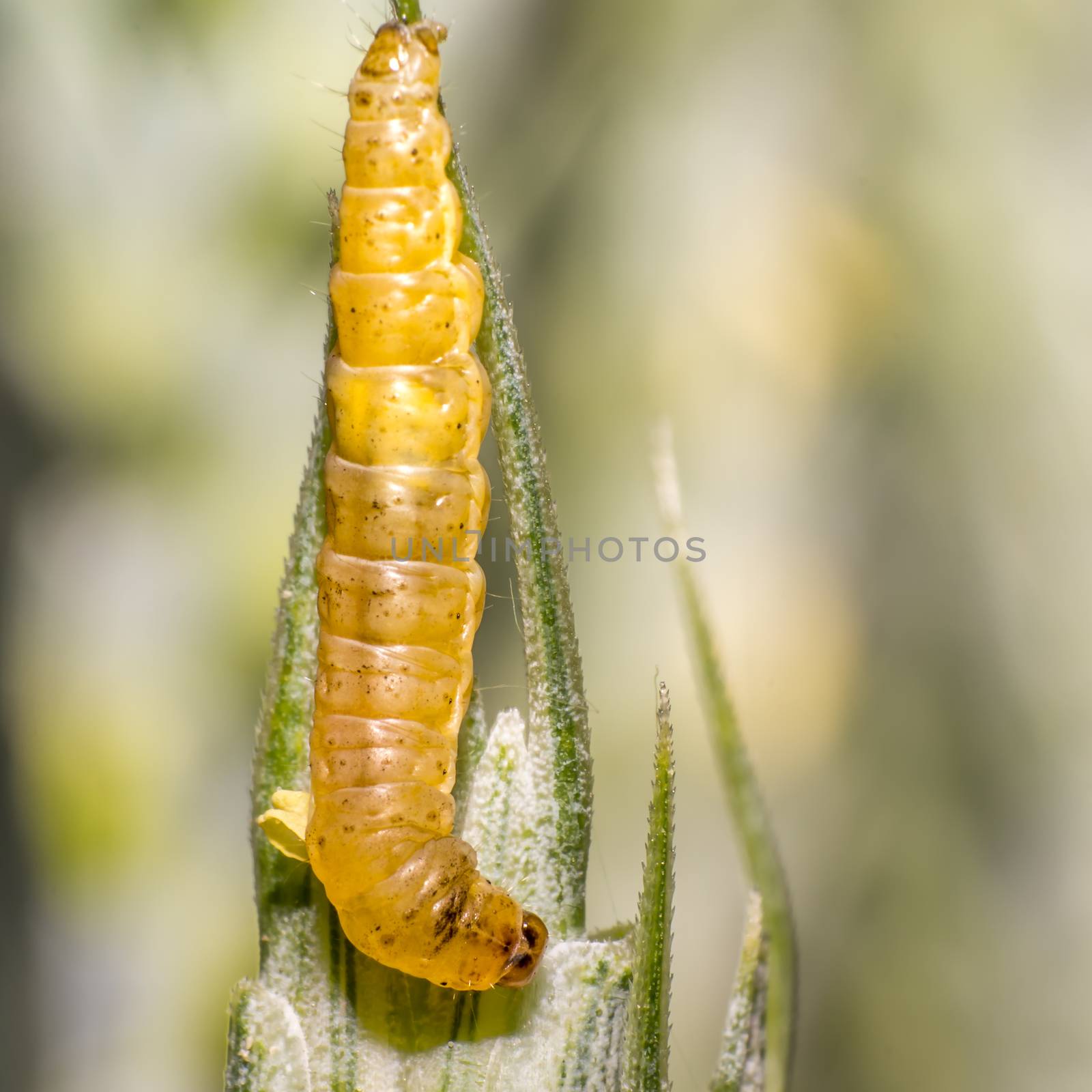worm caterpillar on a blade of grass in the meadow by mario_plechaty_photography