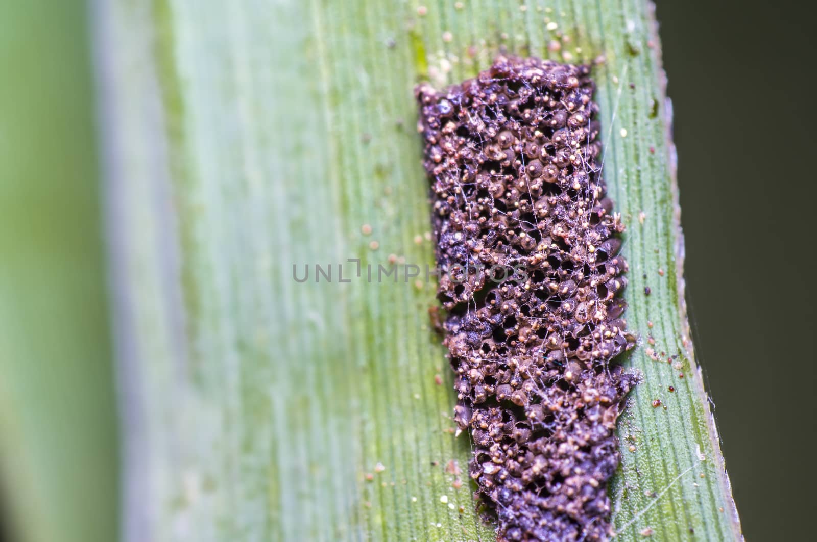 Empty insect eggs on reed leaf in the nature reserve