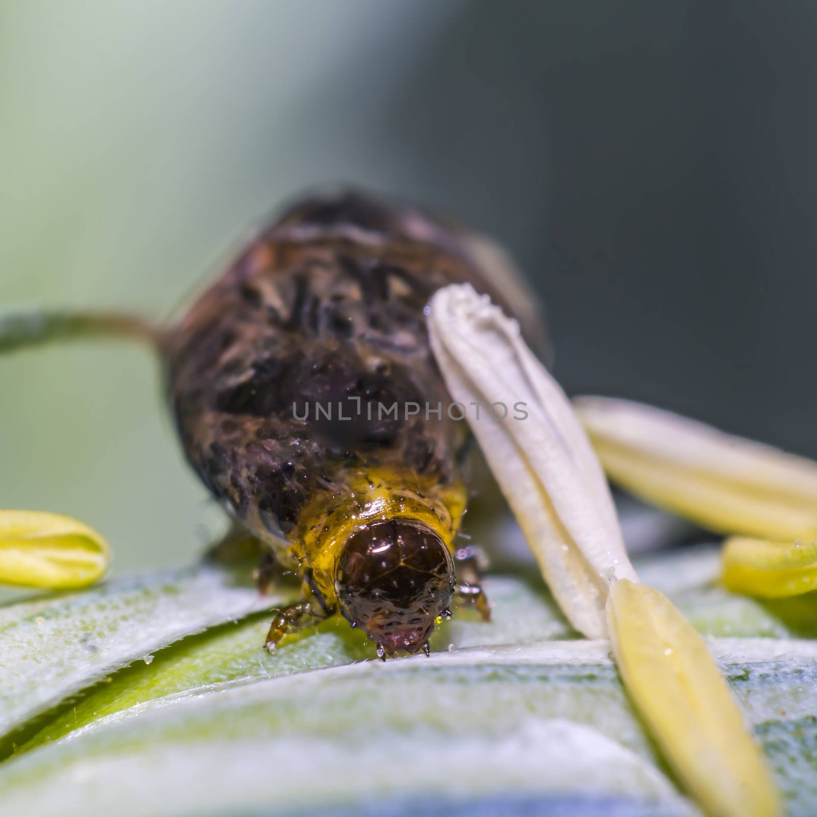 Thick grain pest caterpillar plague on wheat stalk by mario_plechaty_photography