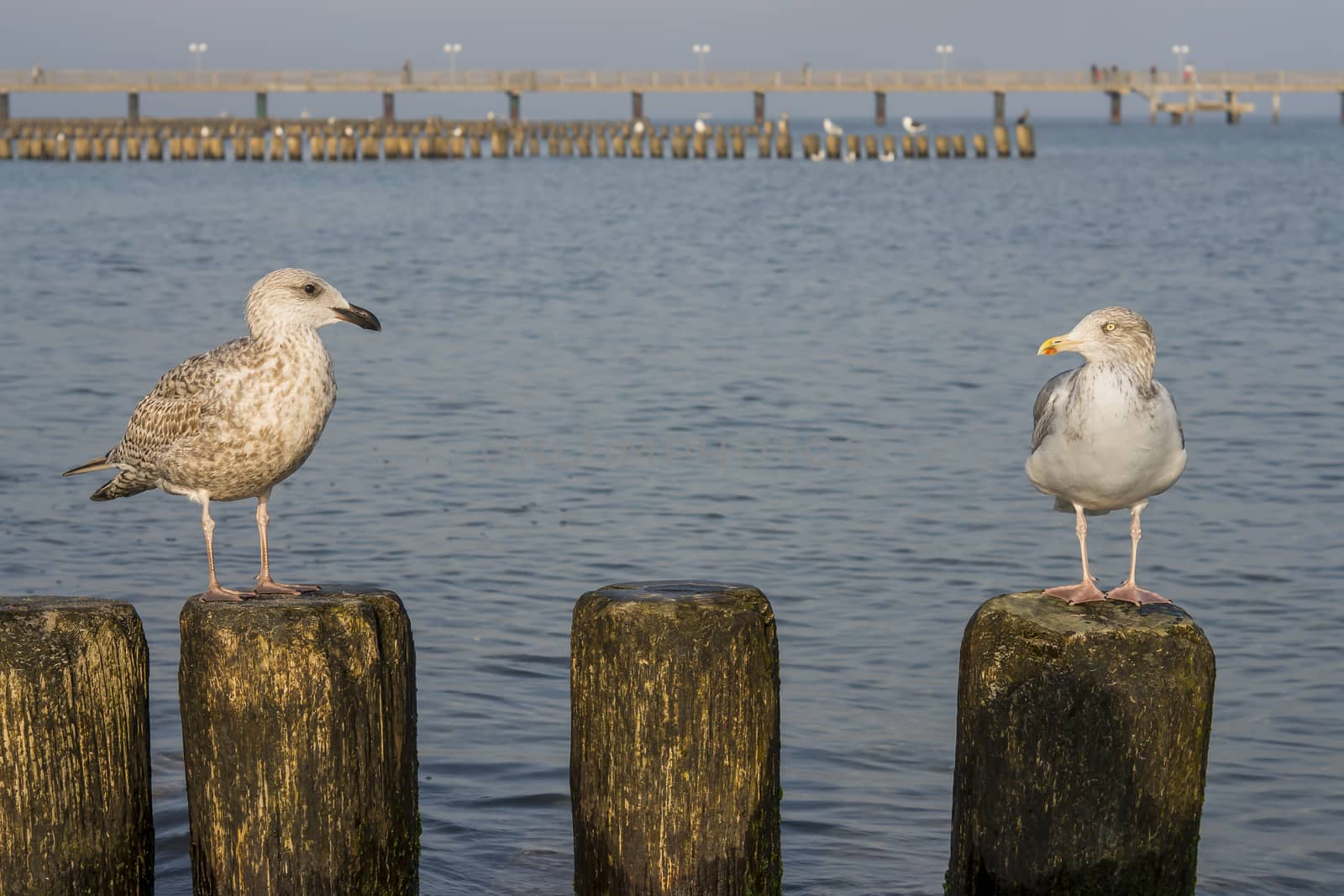 Seagull on a stage at the baltic sea beach