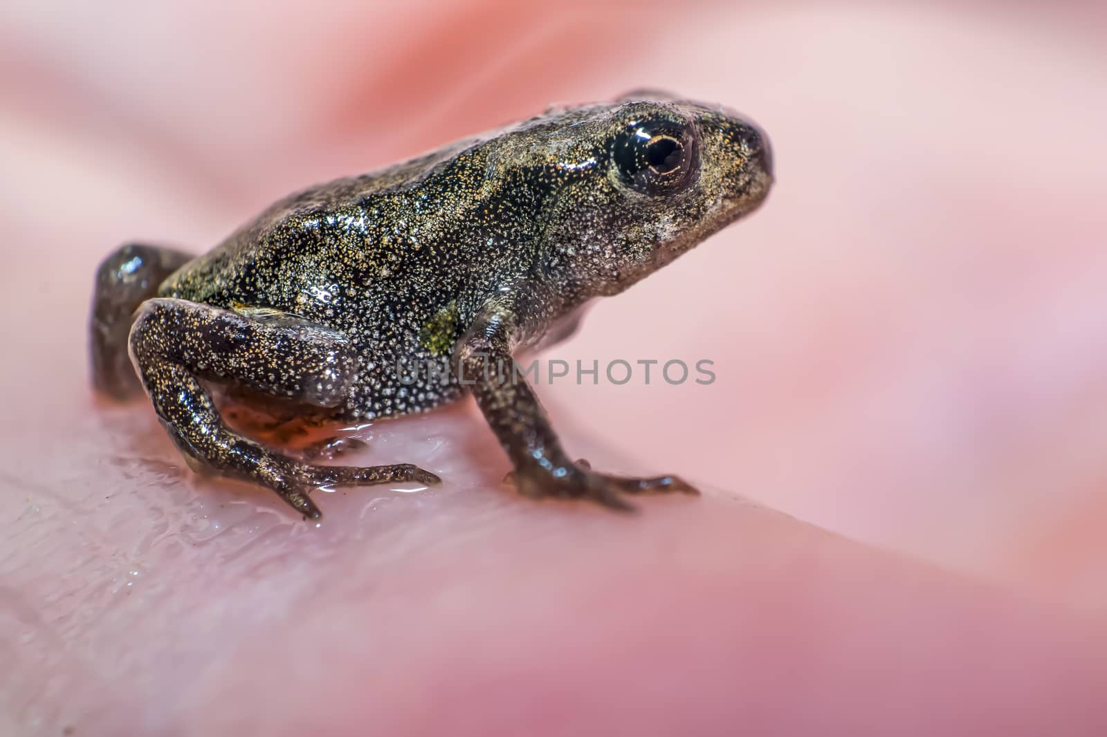 very small miniature young frog on my hand