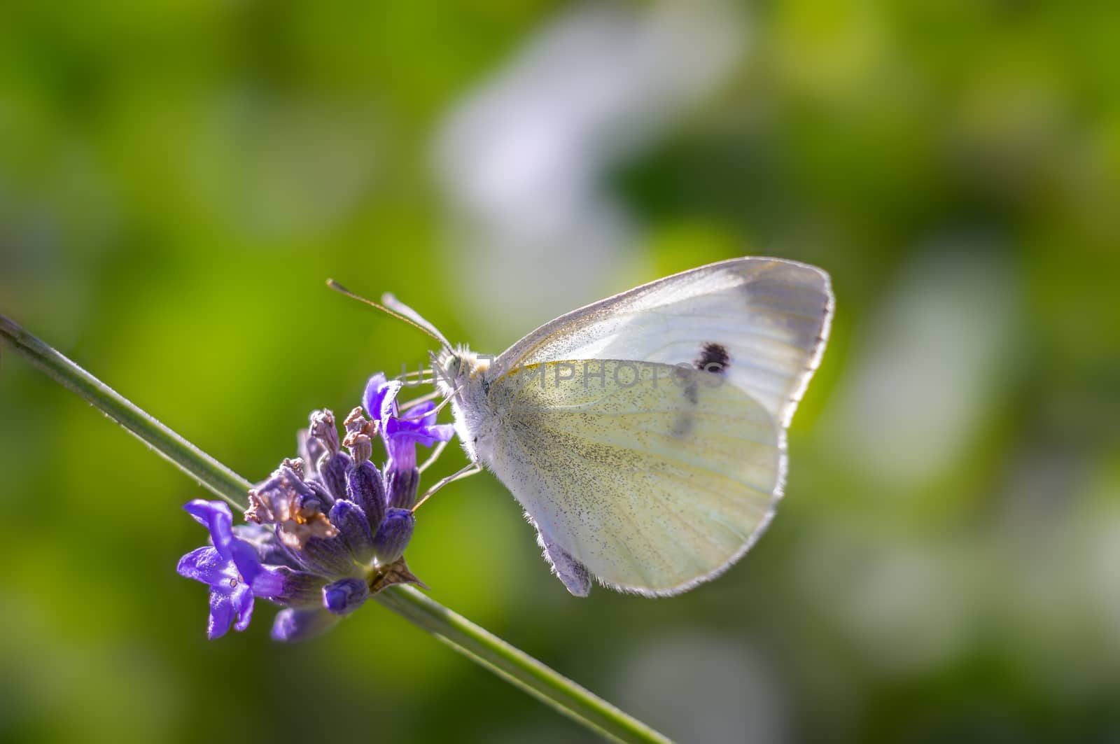 little blossom butterfly in my season garden