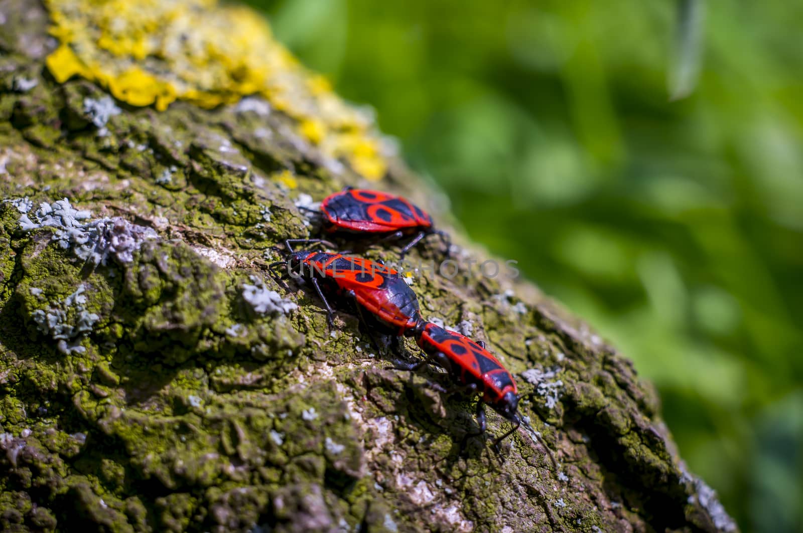 three macro insect Fire bug mating in spring