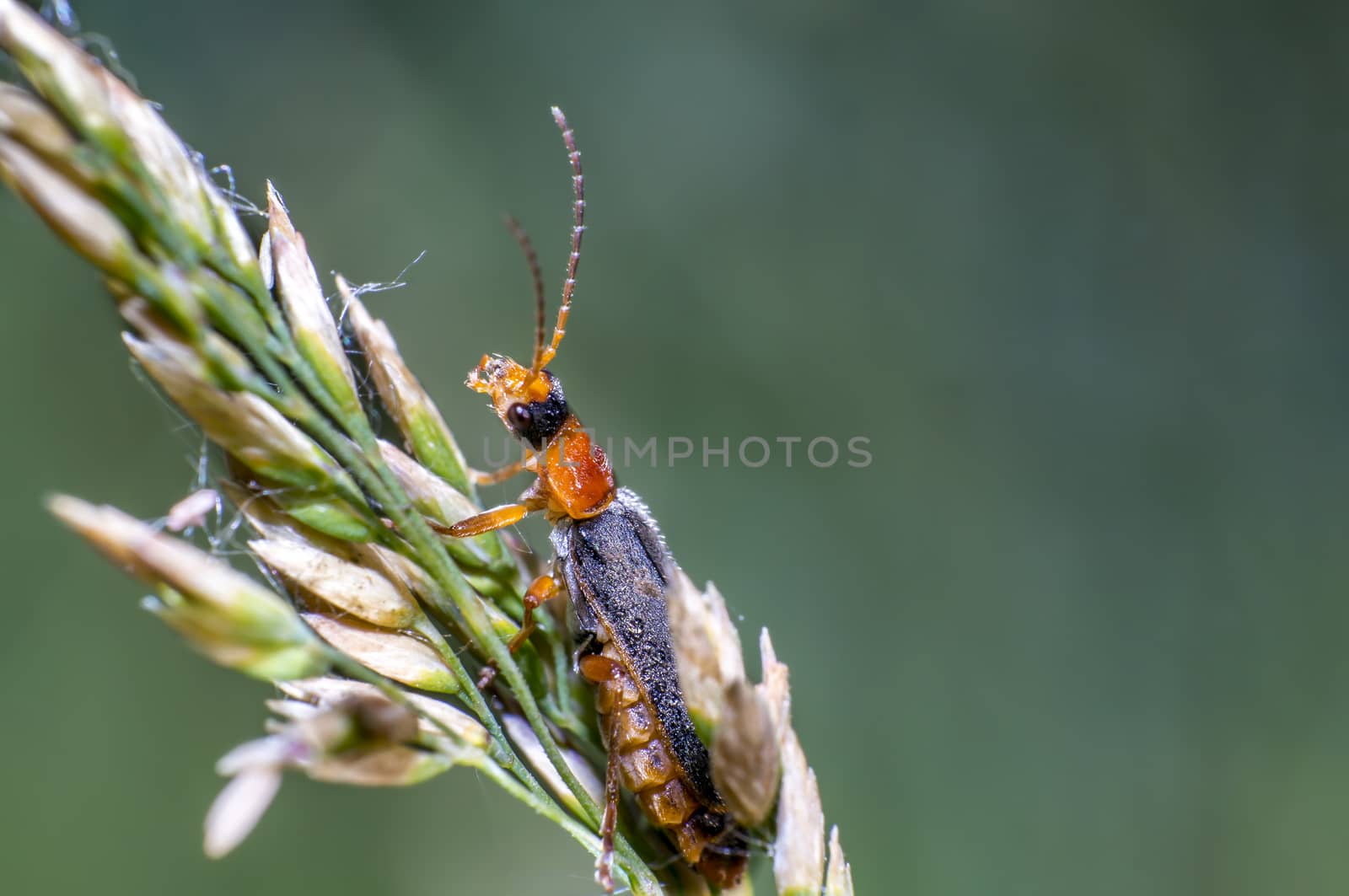 red black soft beetle on blade of grass on the summer meadow