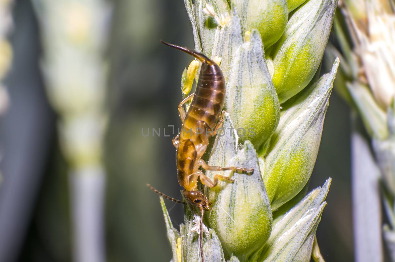 Earwig on a blade of grass in the meadow