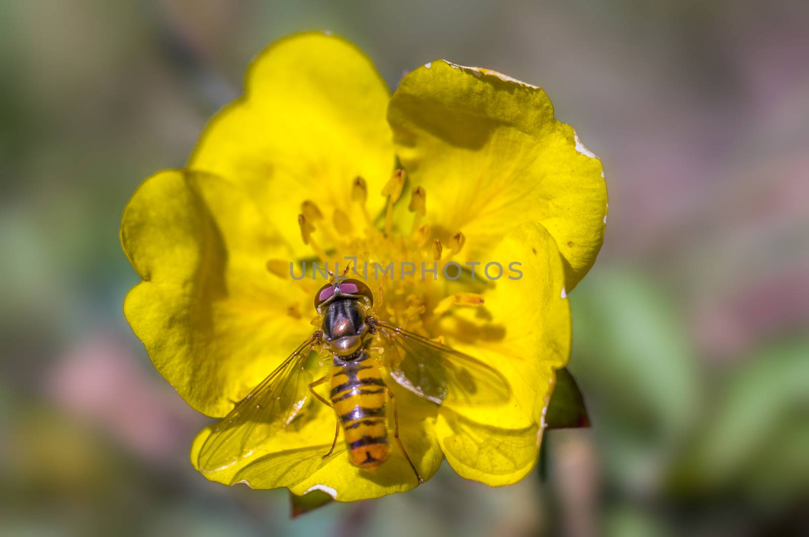 Hoverfly at colorfull Blossom in spring meadow