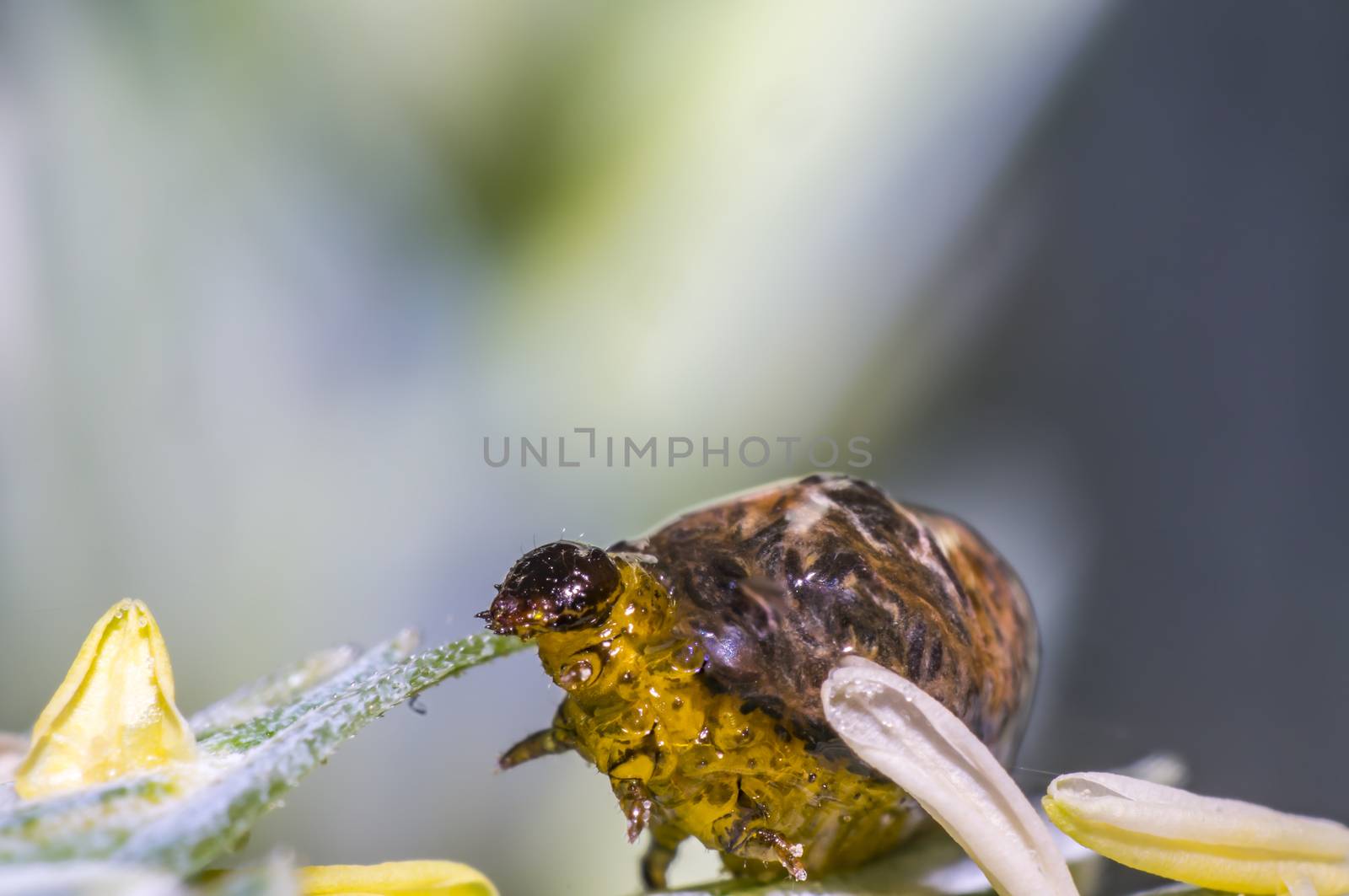 Thick grain pest caterpillar plague on wheat stalk
