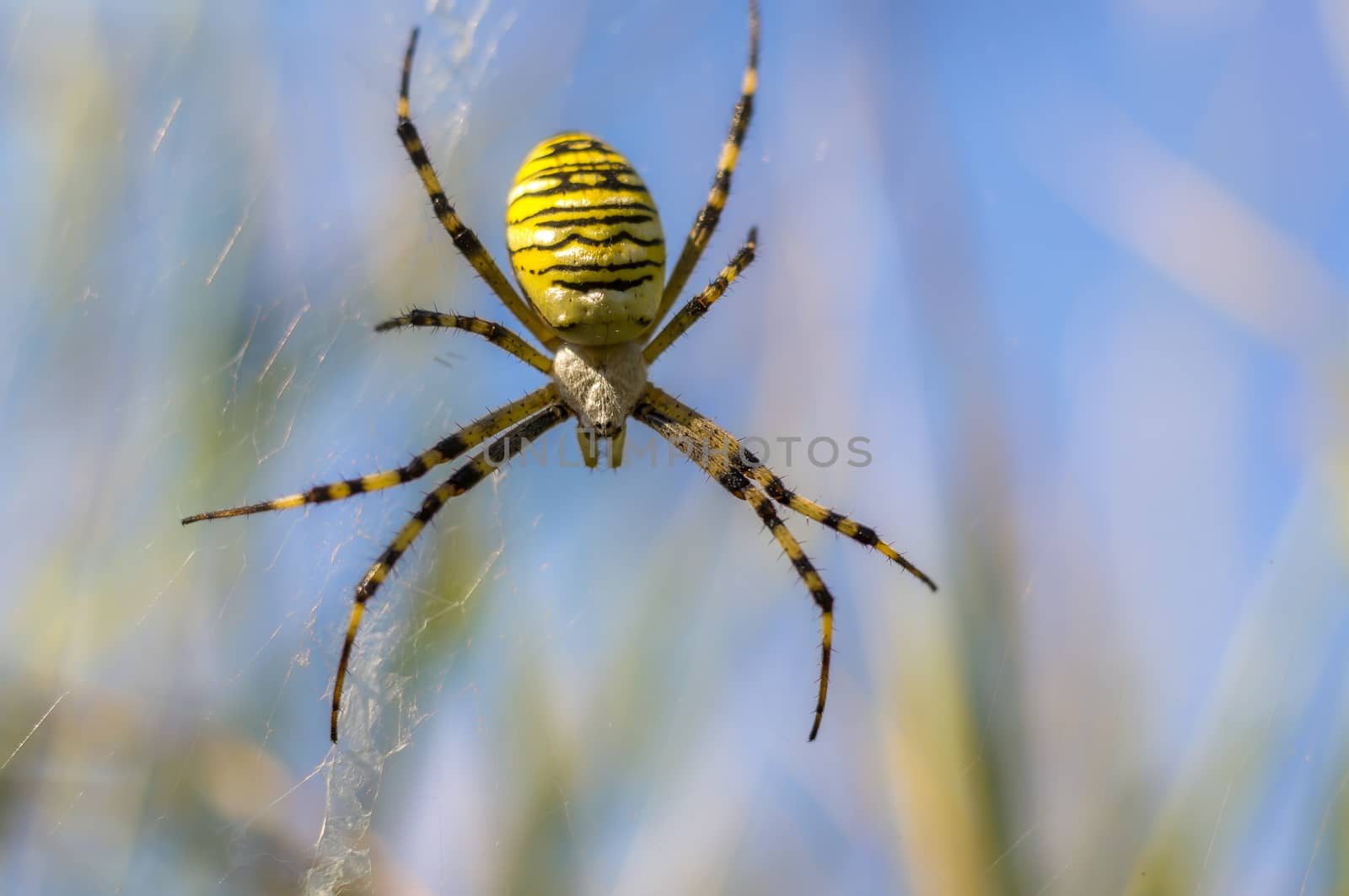 little wasp spider looks cute in the camera on meadow