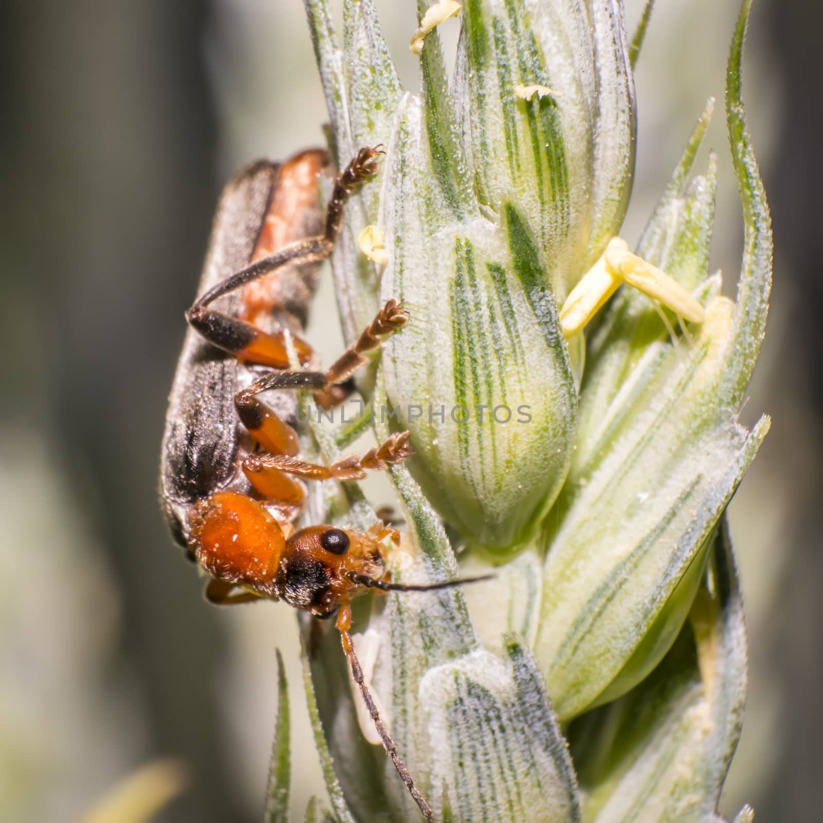 red soft beetle on blade of grass in the meadow