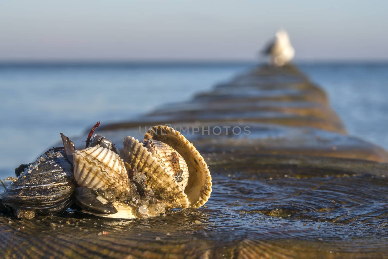 shells on a stage at the baltic beach